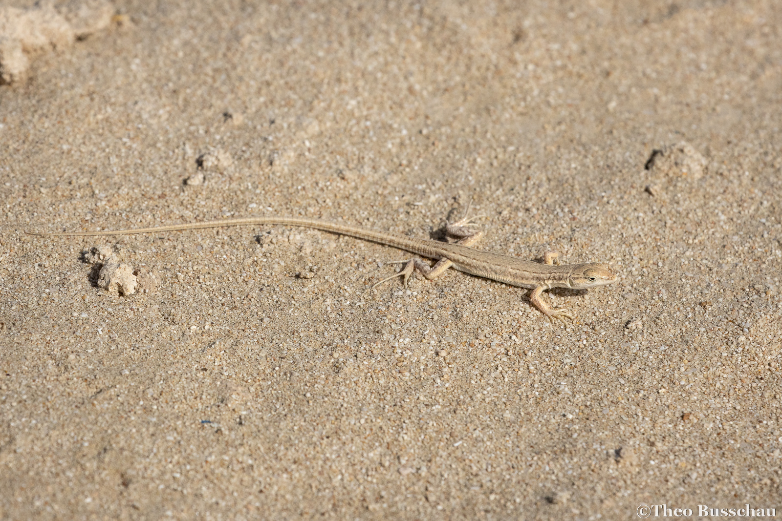 Hadramaut sand lizard, Abu Dhabi, United Arab Emirates.