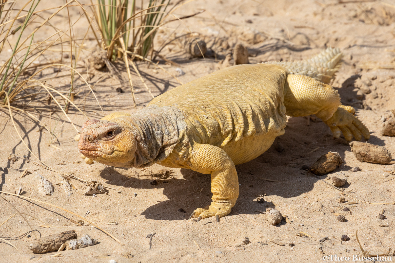 Egyptian spiny–tailed lizard, Dubai, United Arab Emirates.