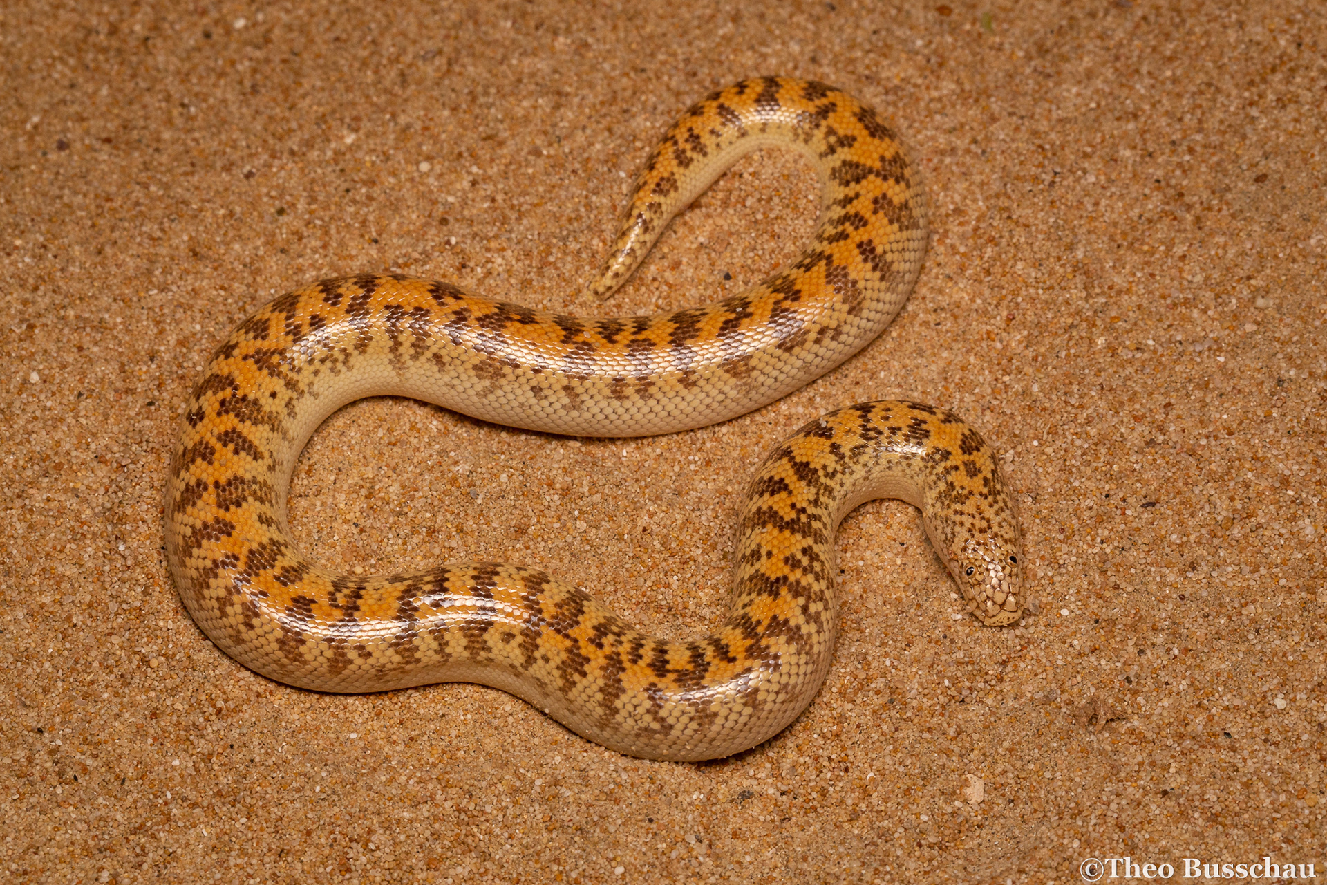 Arabian sand boa, Dubai, United Arab Emirates.