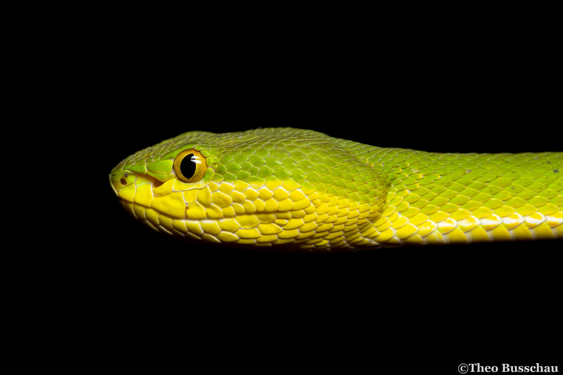 White-lipped tree viper, Bangkok, Thailand.