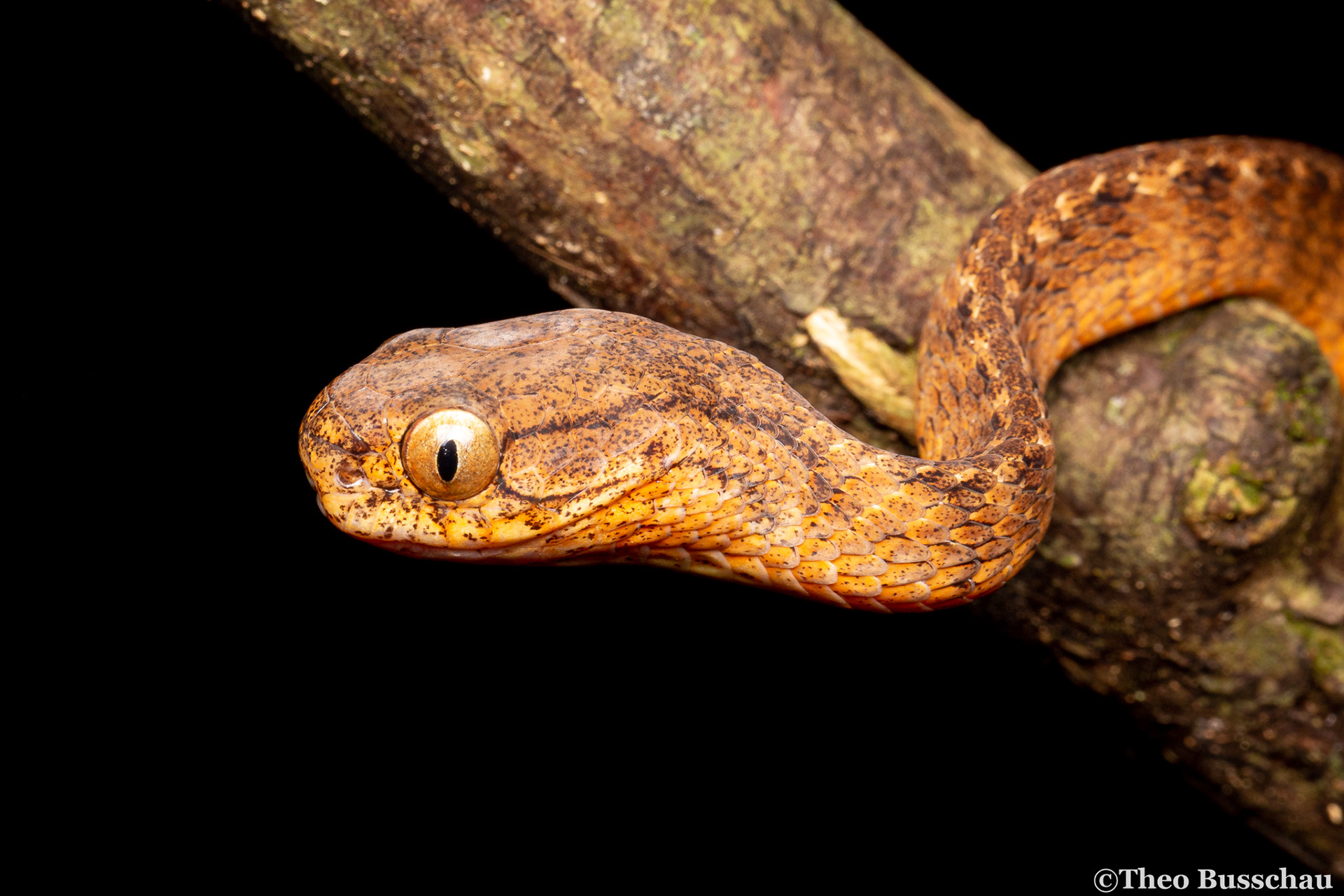 Berdmore's slug snake, Dong Nai, Vietnam.