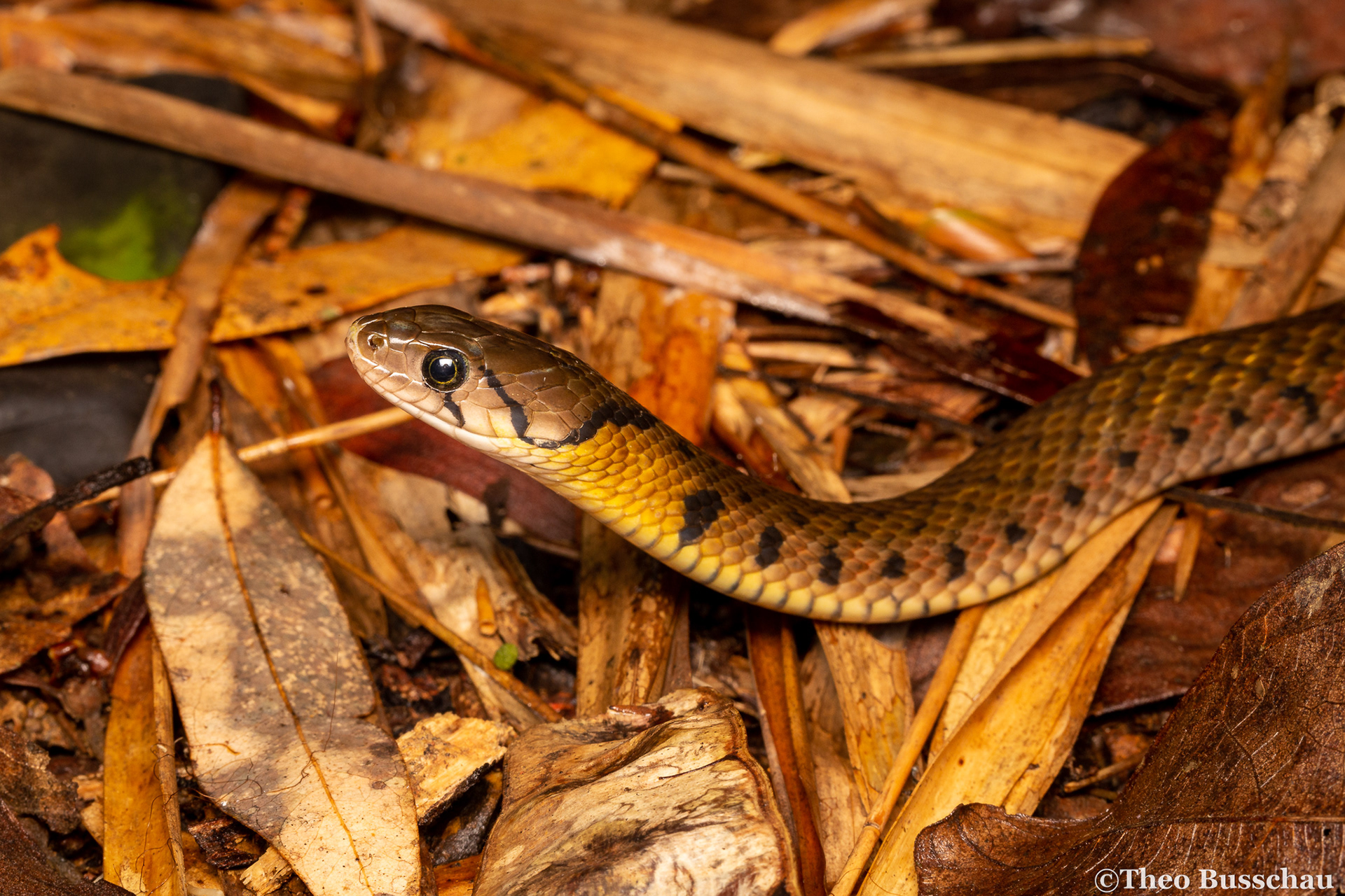 Yellow-spotted keelback, Dong Nai, Vietnam.