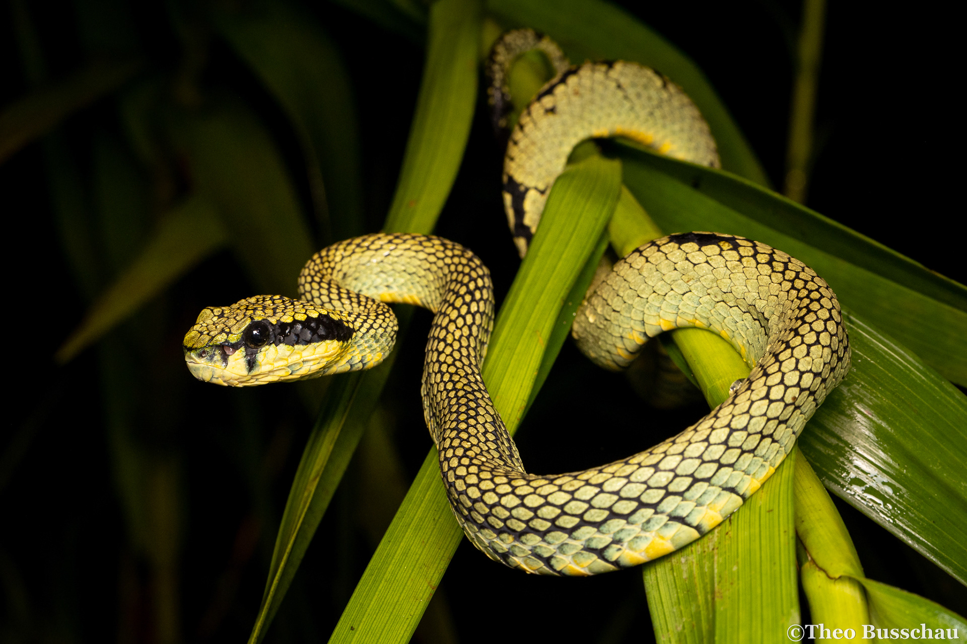 Sri Lankan green pit viper, Sabaragamuwa, Sri Lanka.