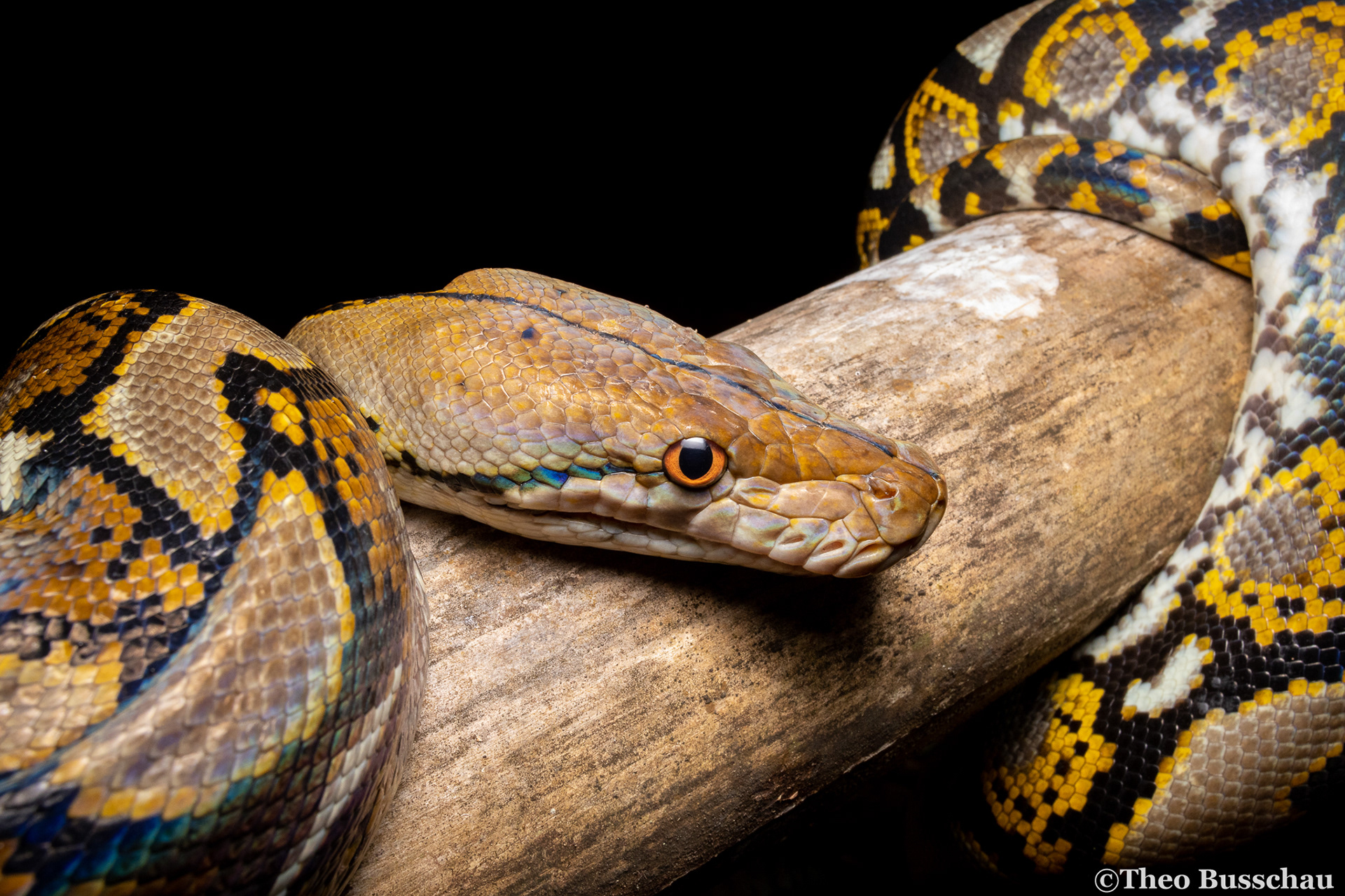 Reticulated python, Dong Nai, Vietnam.