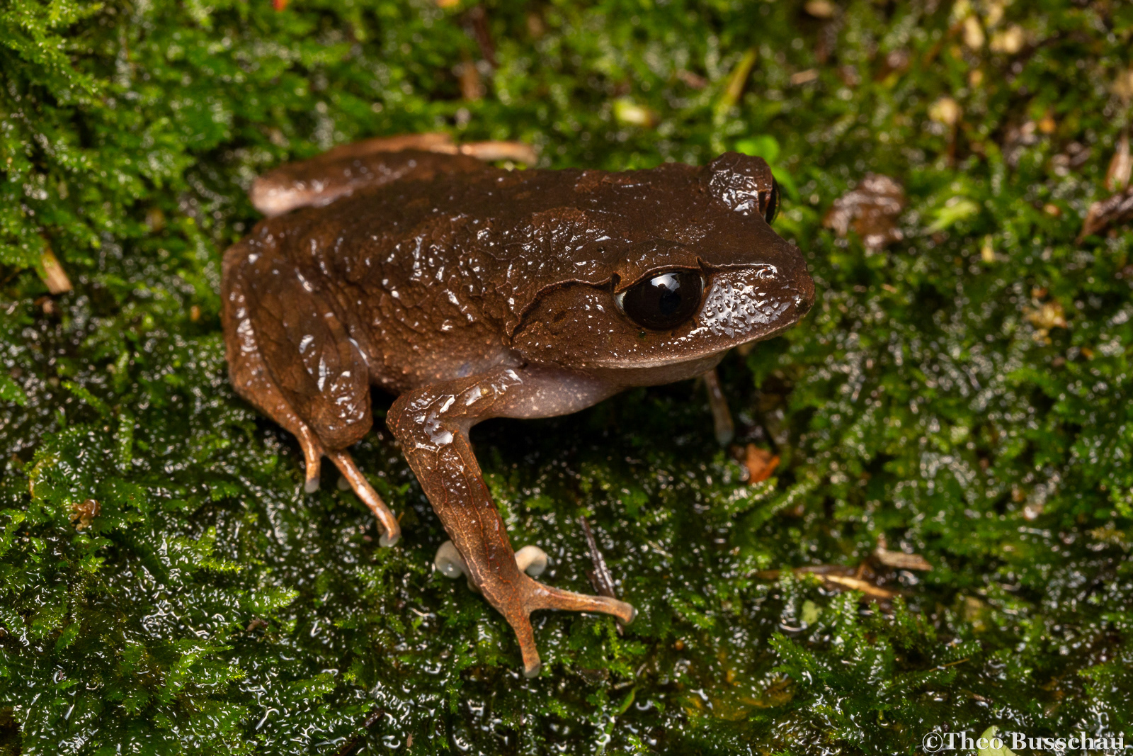 Montane litter frog, Sabah, Malaysia.
