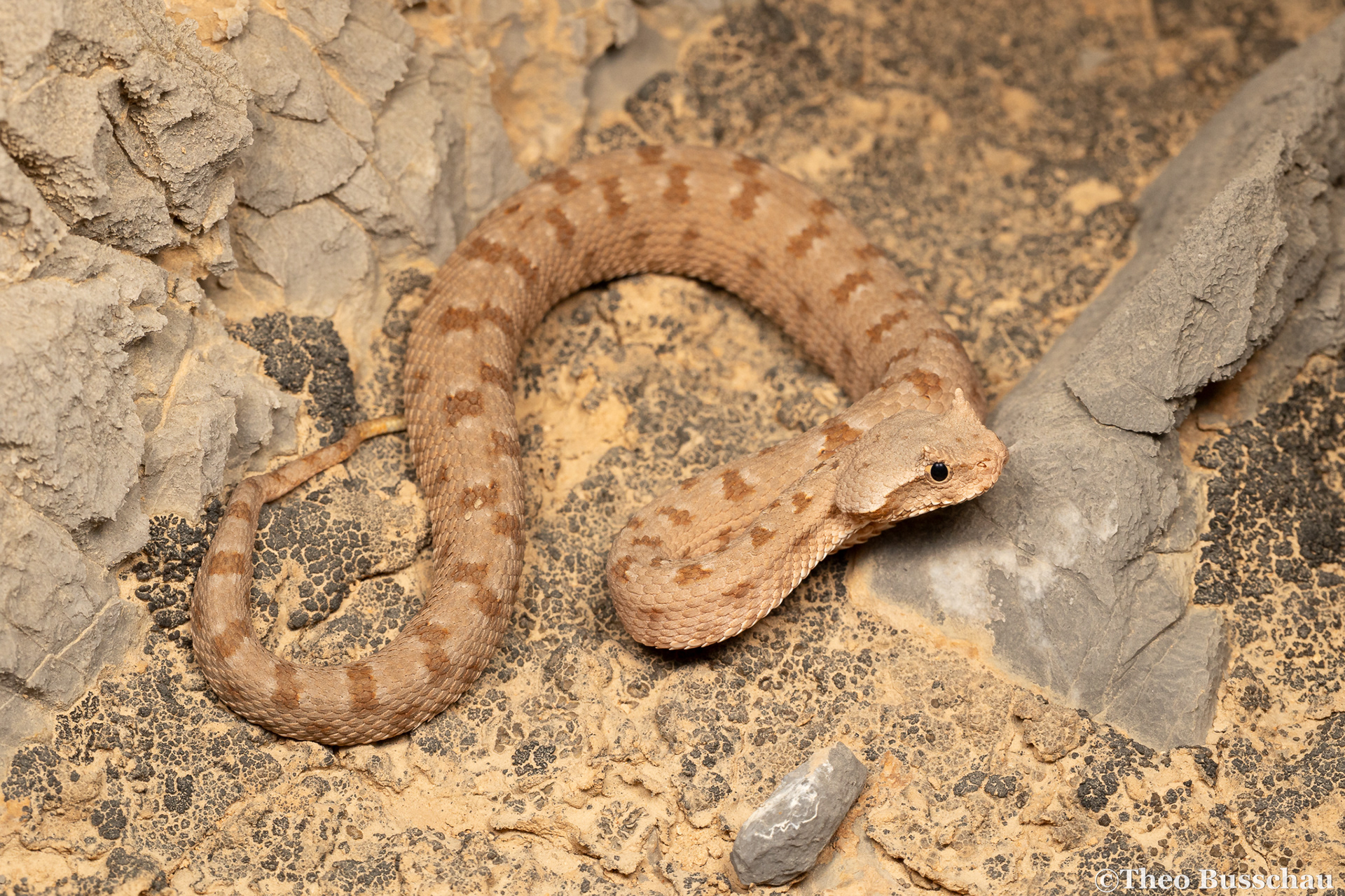 Persian horned viper, Ras al Khaimah, United Arab Emirates.