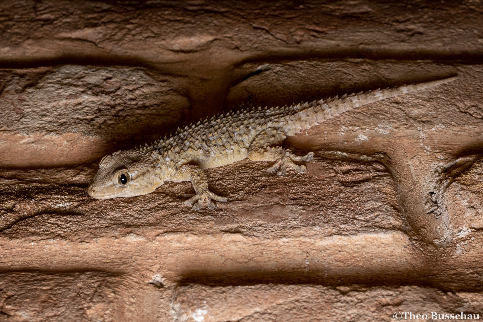 Common wall gecko, Ferrara, Italy.