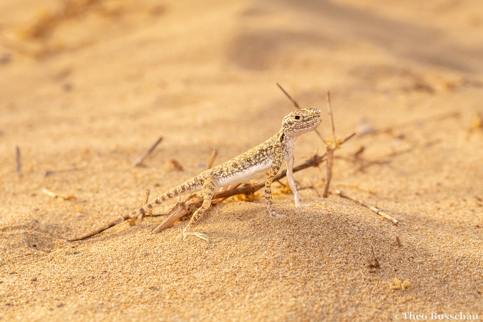 Arabian toad-headed agama, Dubai, United Arab Emirates.
