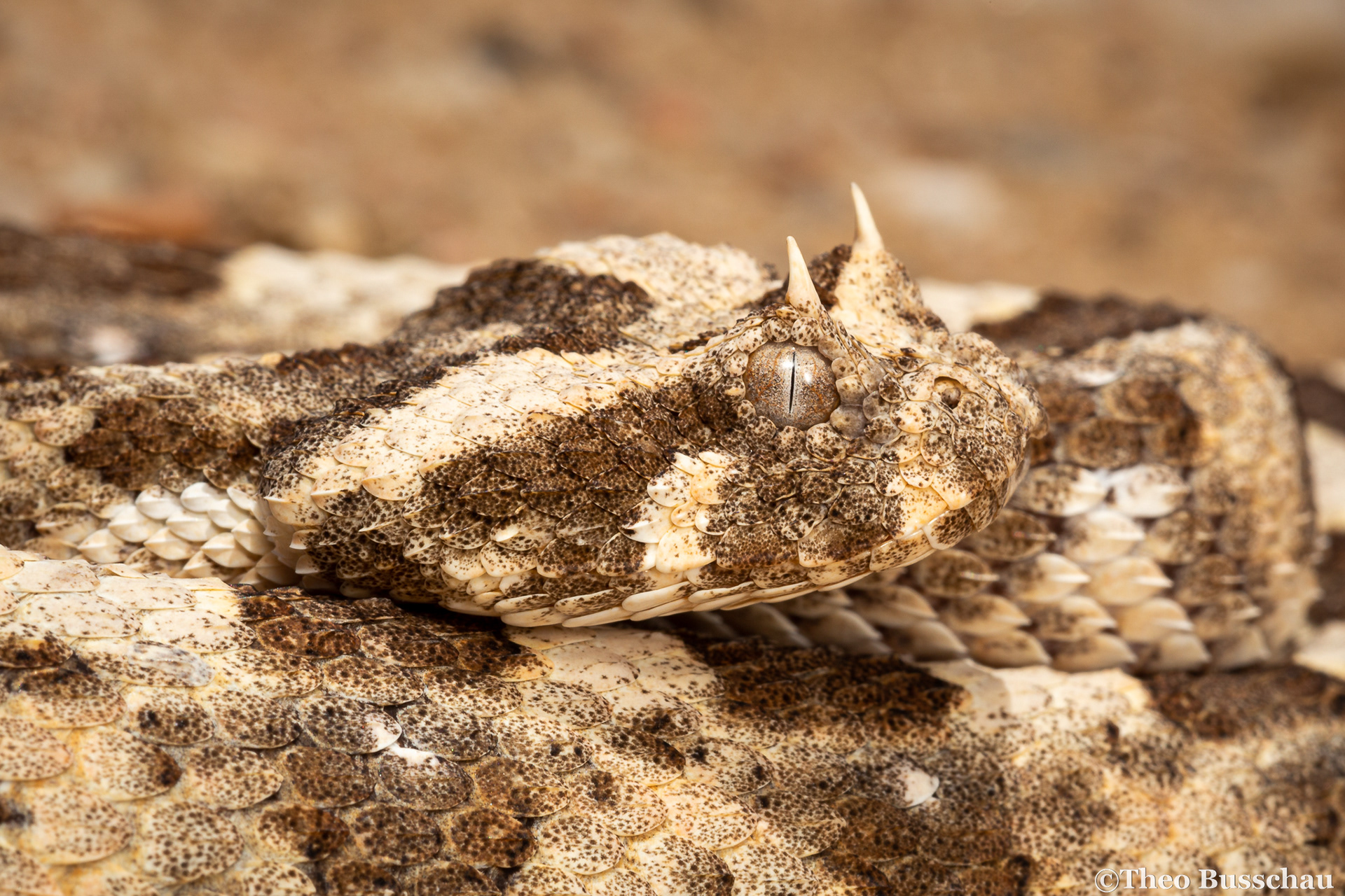 Horned adder, Erongo, Namibia