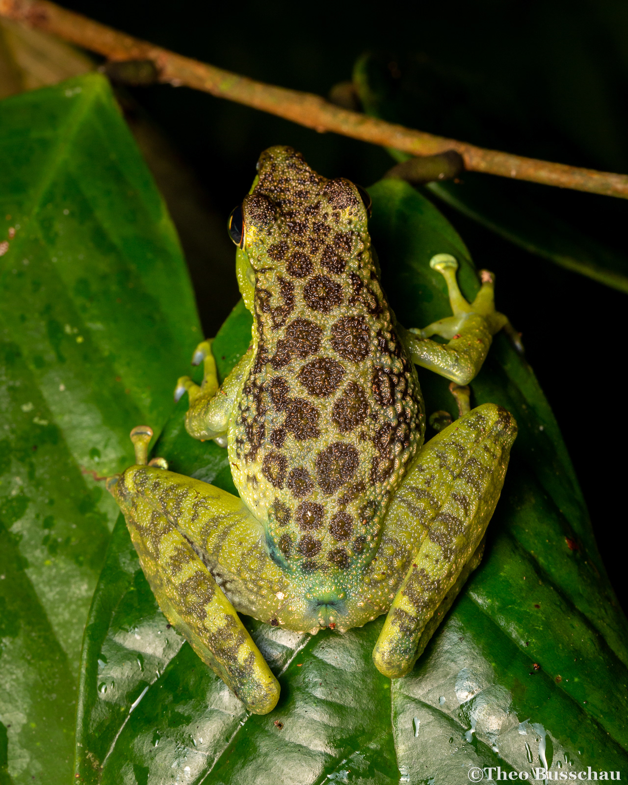 Black-spotted rock frog, Sabah, Malaysia.