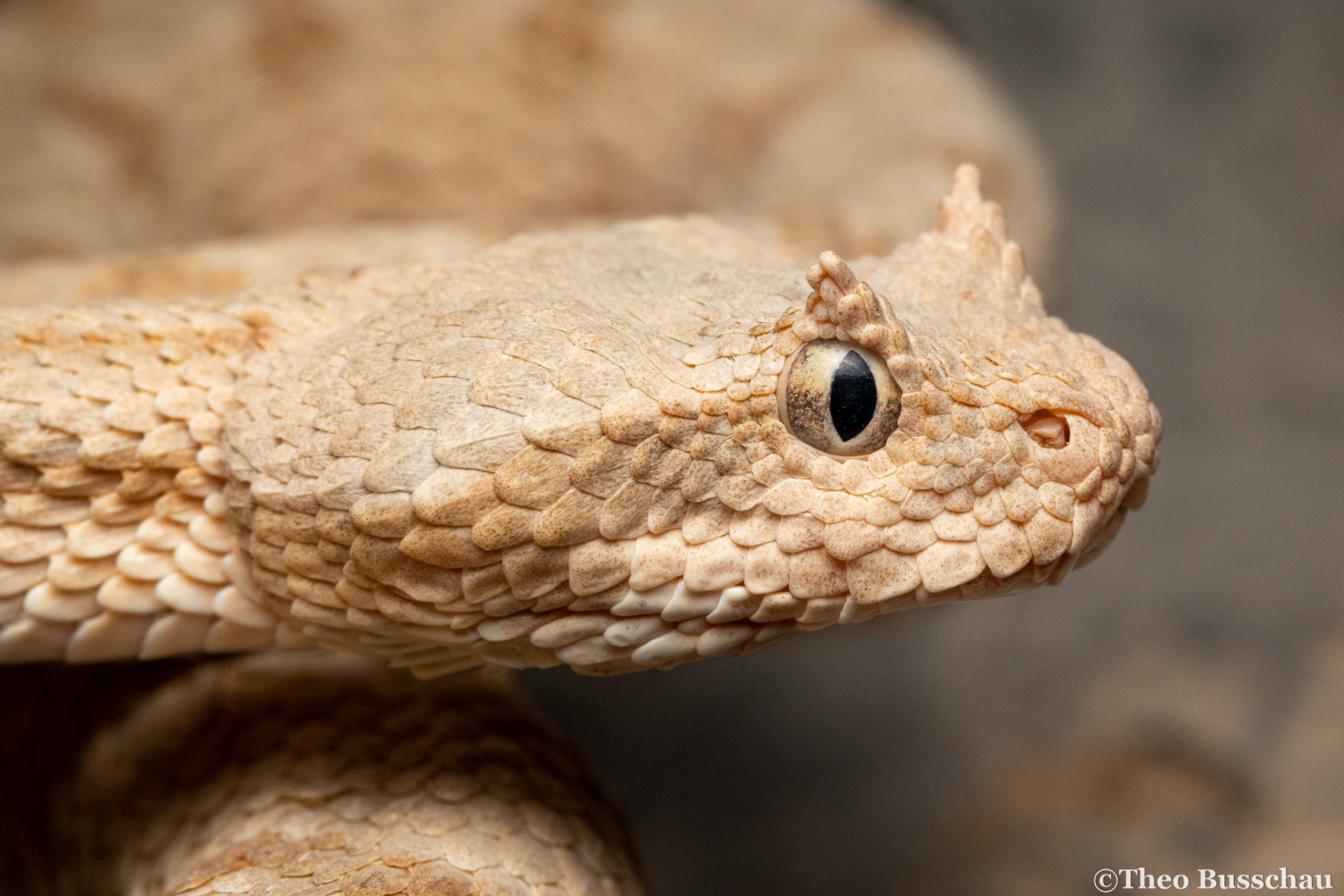 Persian horned viper, Ras al Khaimah, United Arab Emirates.