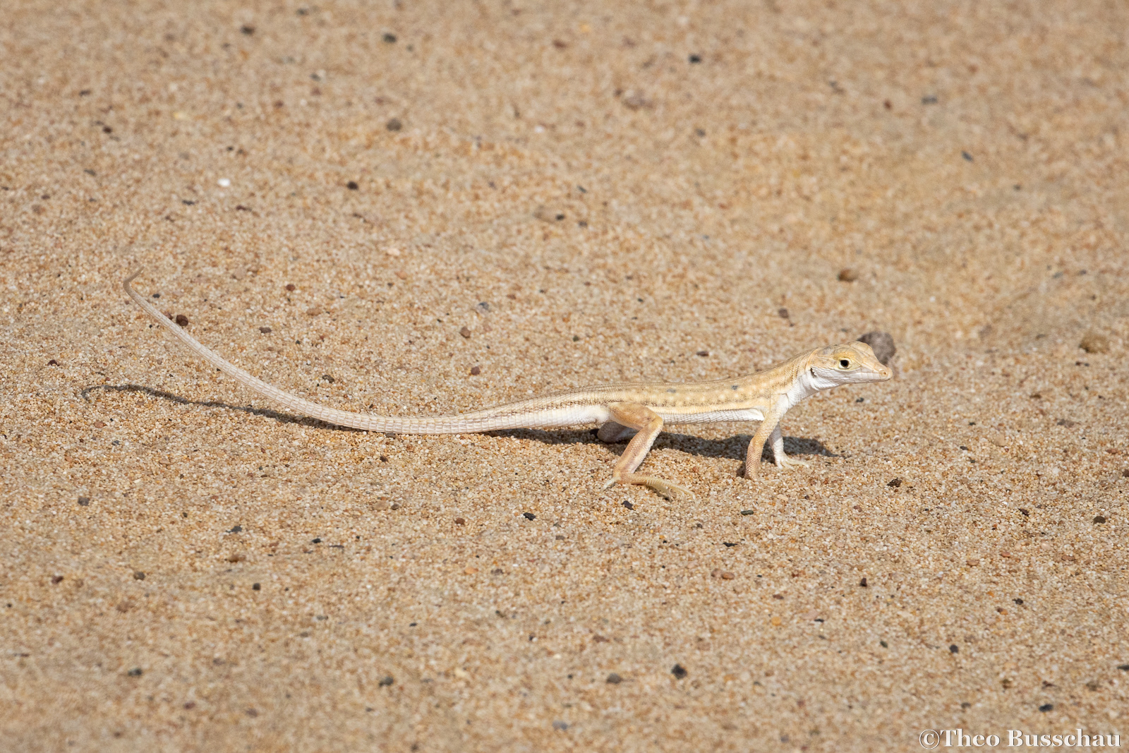 Saudi fringe-toed lizard, Dubai, United Arab Emirates. 