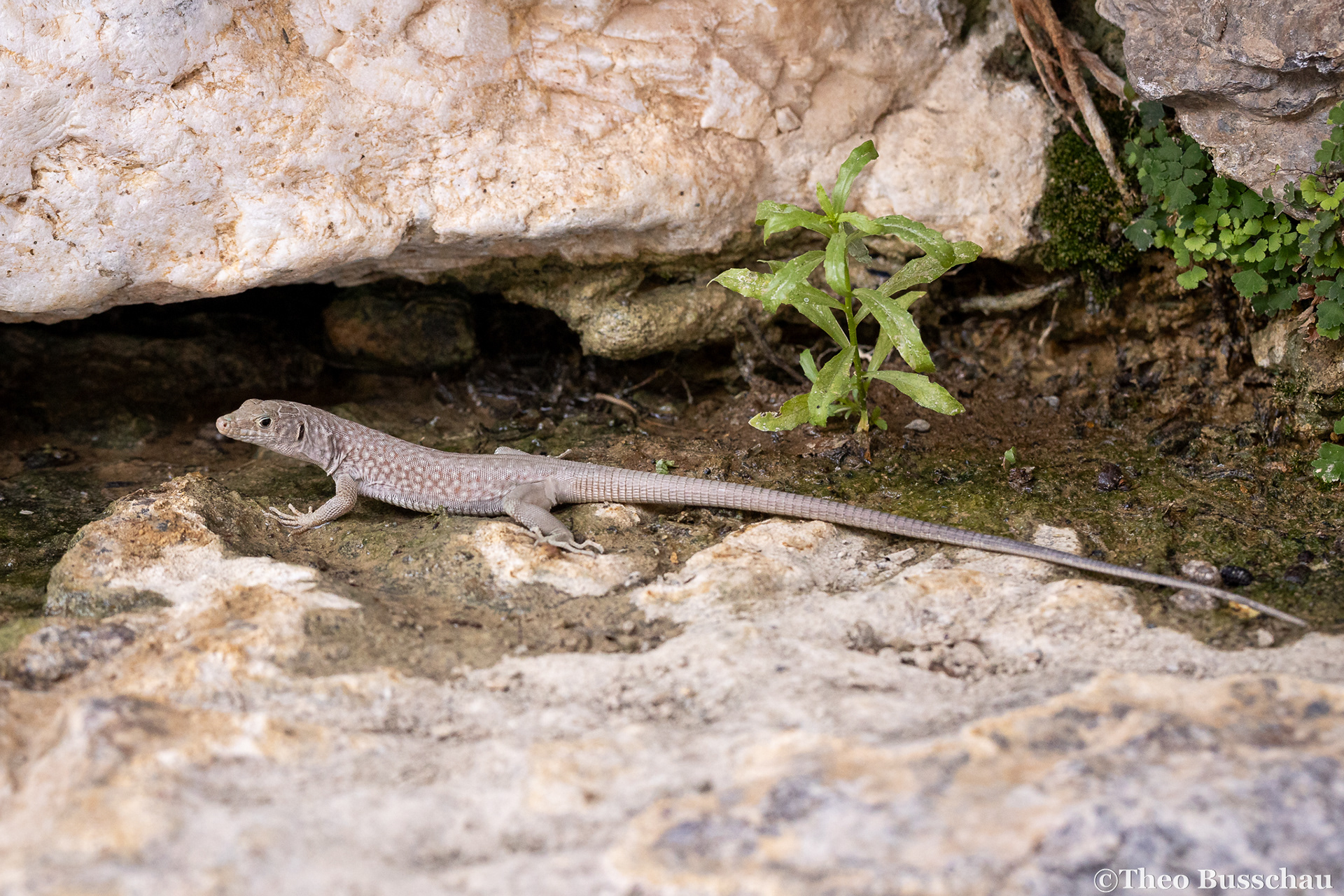 Jayakar's Oman lizard, Ad Dakhiliyah, Oman.
