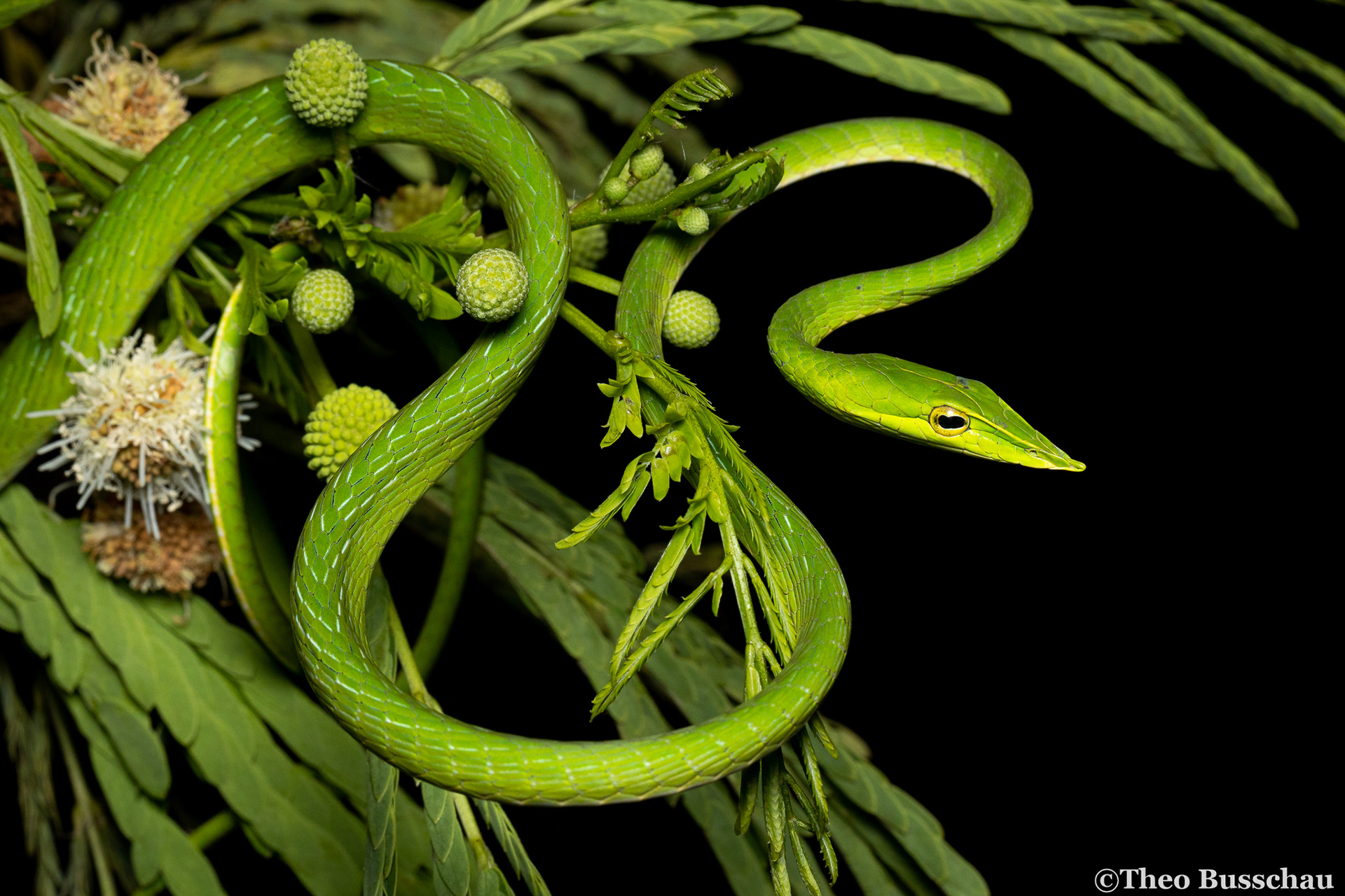 Dark whip snake, Bangkok, Thailand.