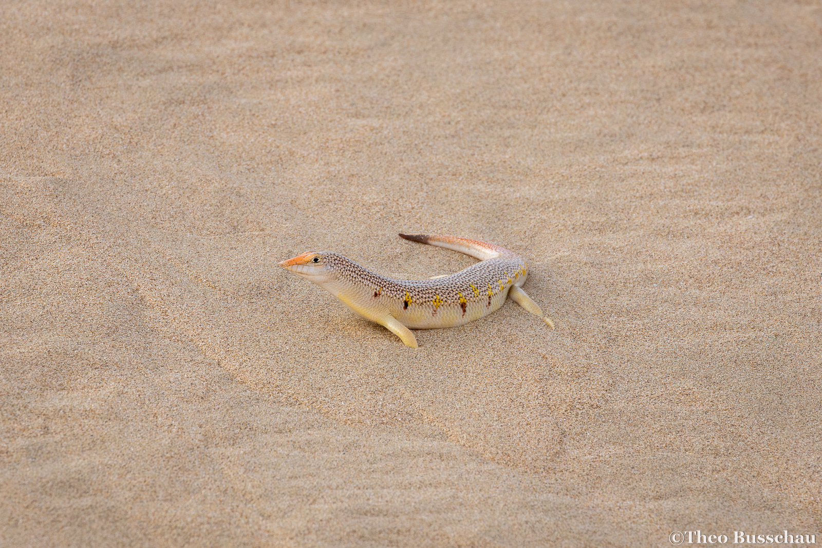 Eastern sand skink, Dubai, United Arab Emirates.