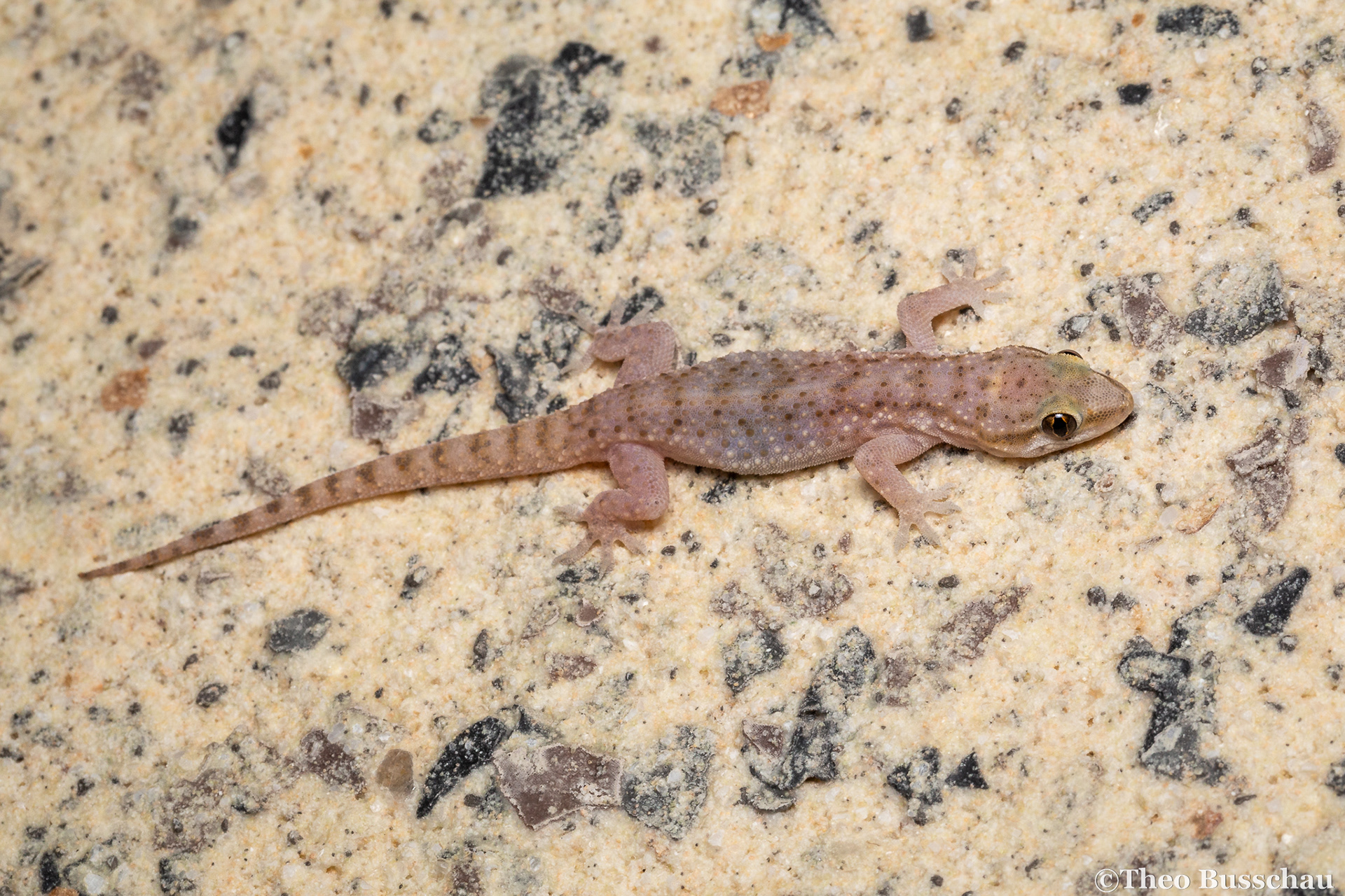 Heyden's gecko, Dubai, United Arab Emirates.
