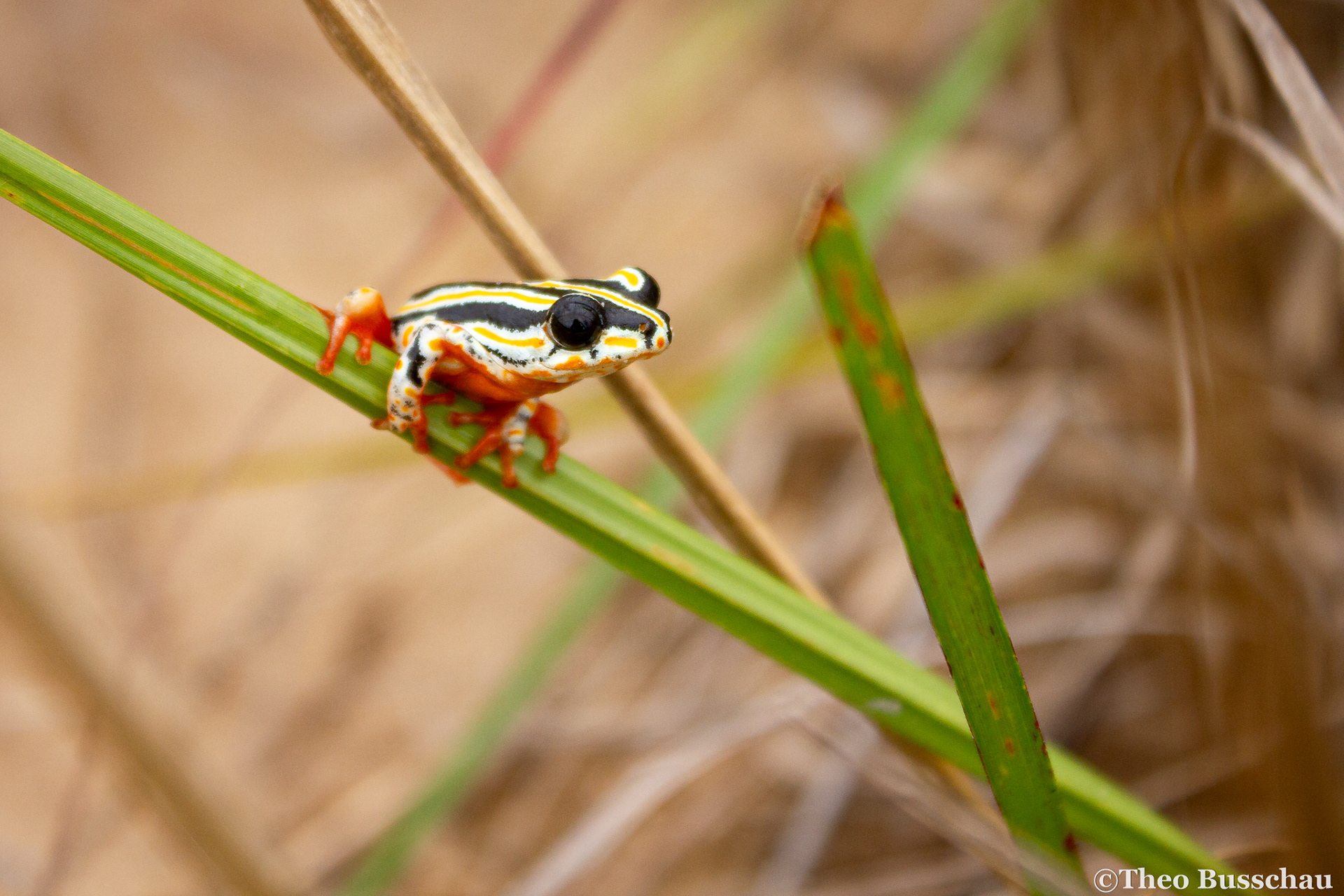 Painted reed frog, Zitundo, Mozambique.