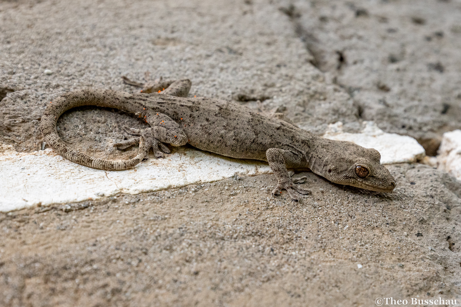 Peking gecko, Beijing, China.