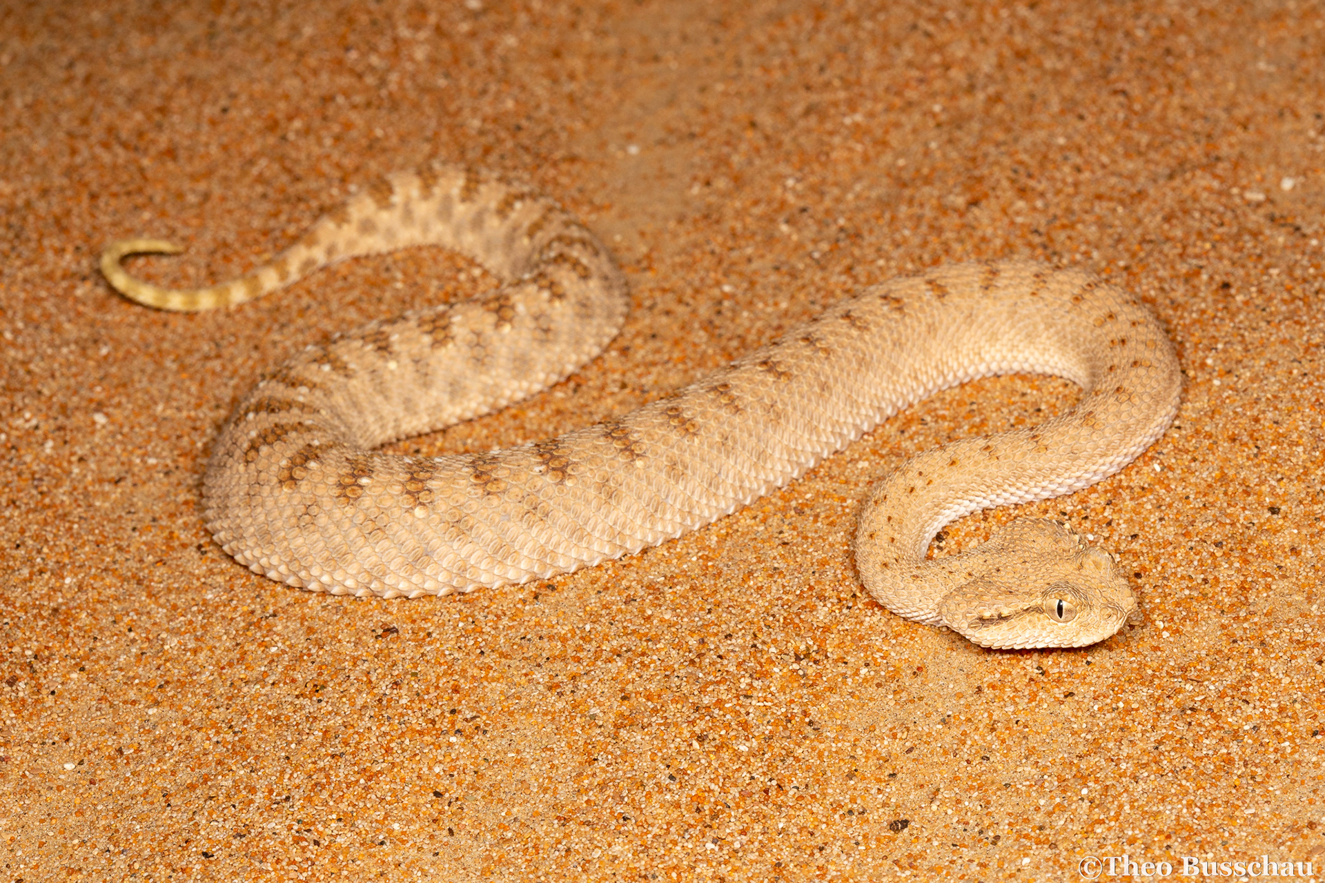 Arabian horned viper, Dubai, United Arab Emirates.