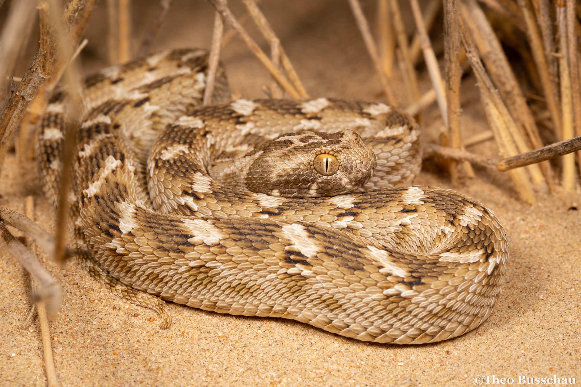 Sindh saw-scaled viper, Dubai, United Arab Emirates.