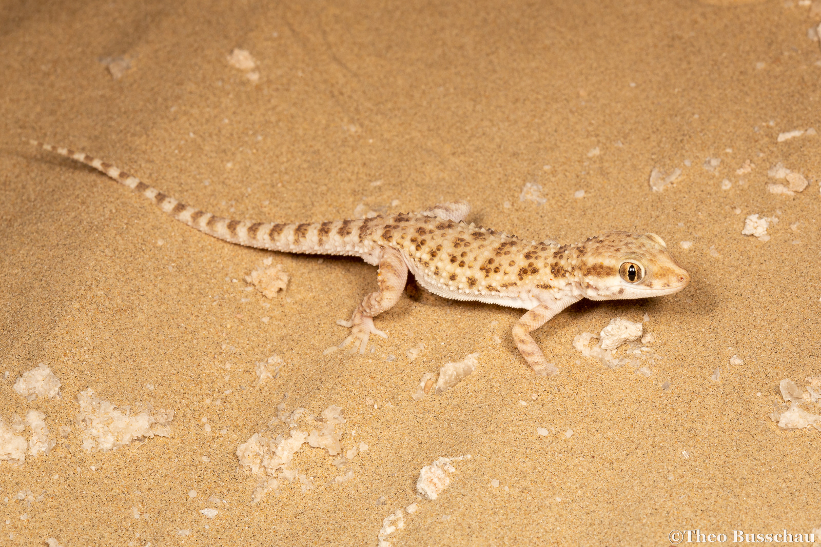 Baluch rock gecko, Dubai, United Arab Emirates.