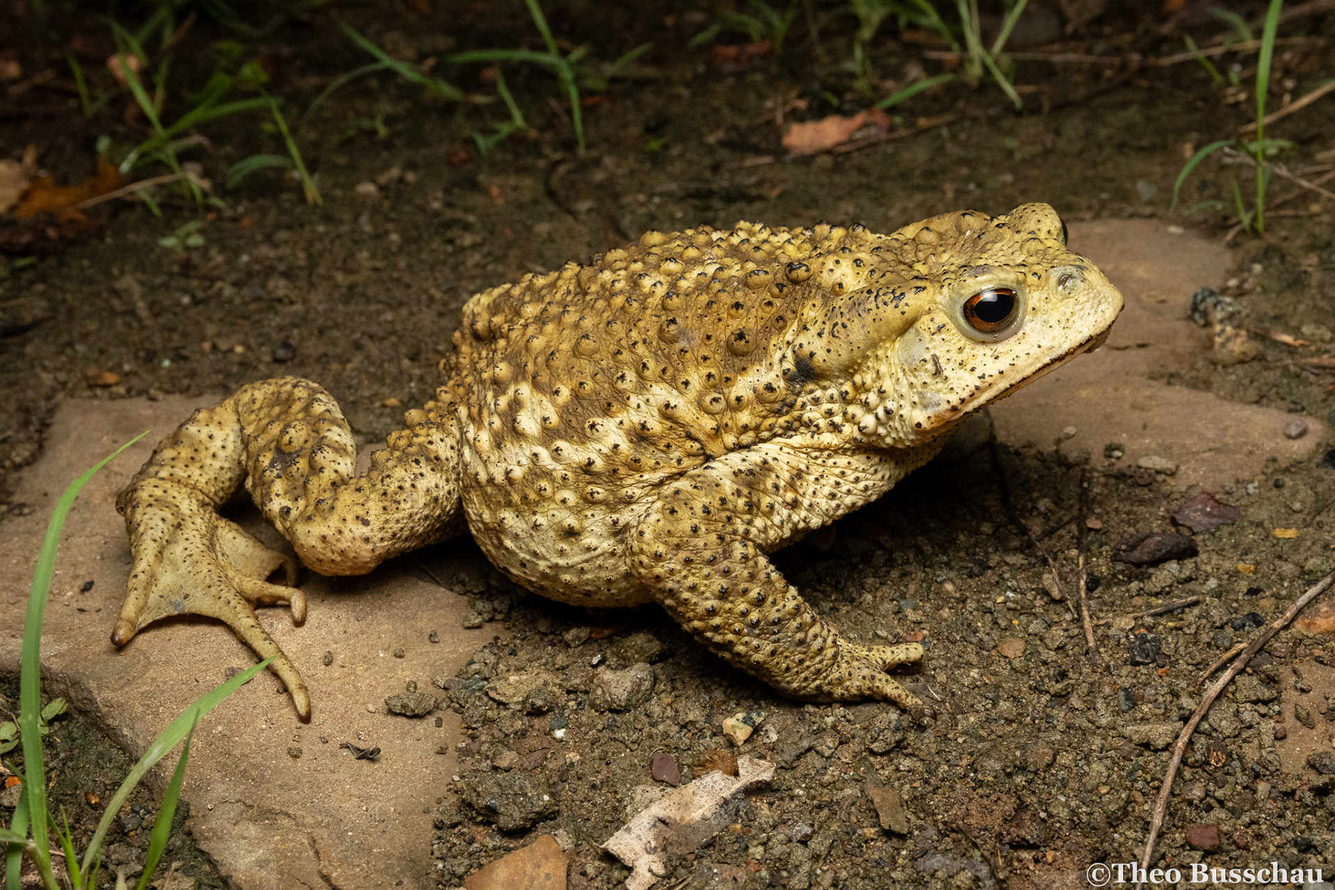 Asiatic toad, Beijing, China.