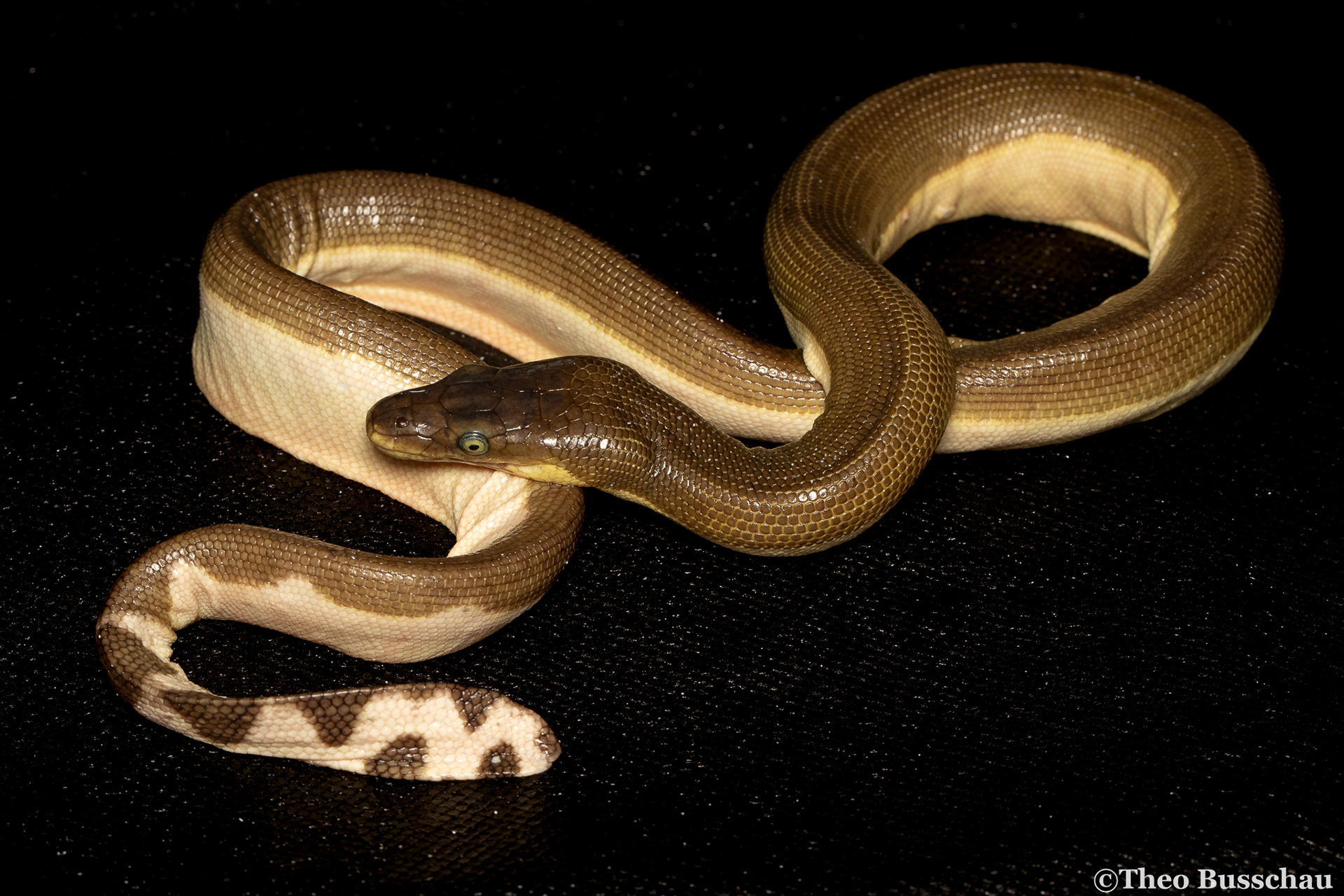 Yellow-bellied sea snake, Abu Dhabi, United Arab Emirates.