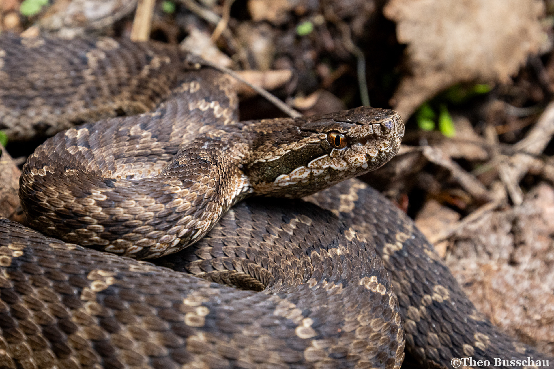 Halys pit viper, Hebei, China.