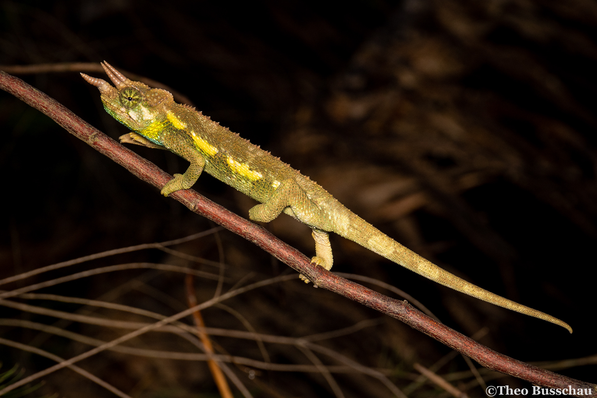 Jackson's chameleon, Nairobi, Kenya.