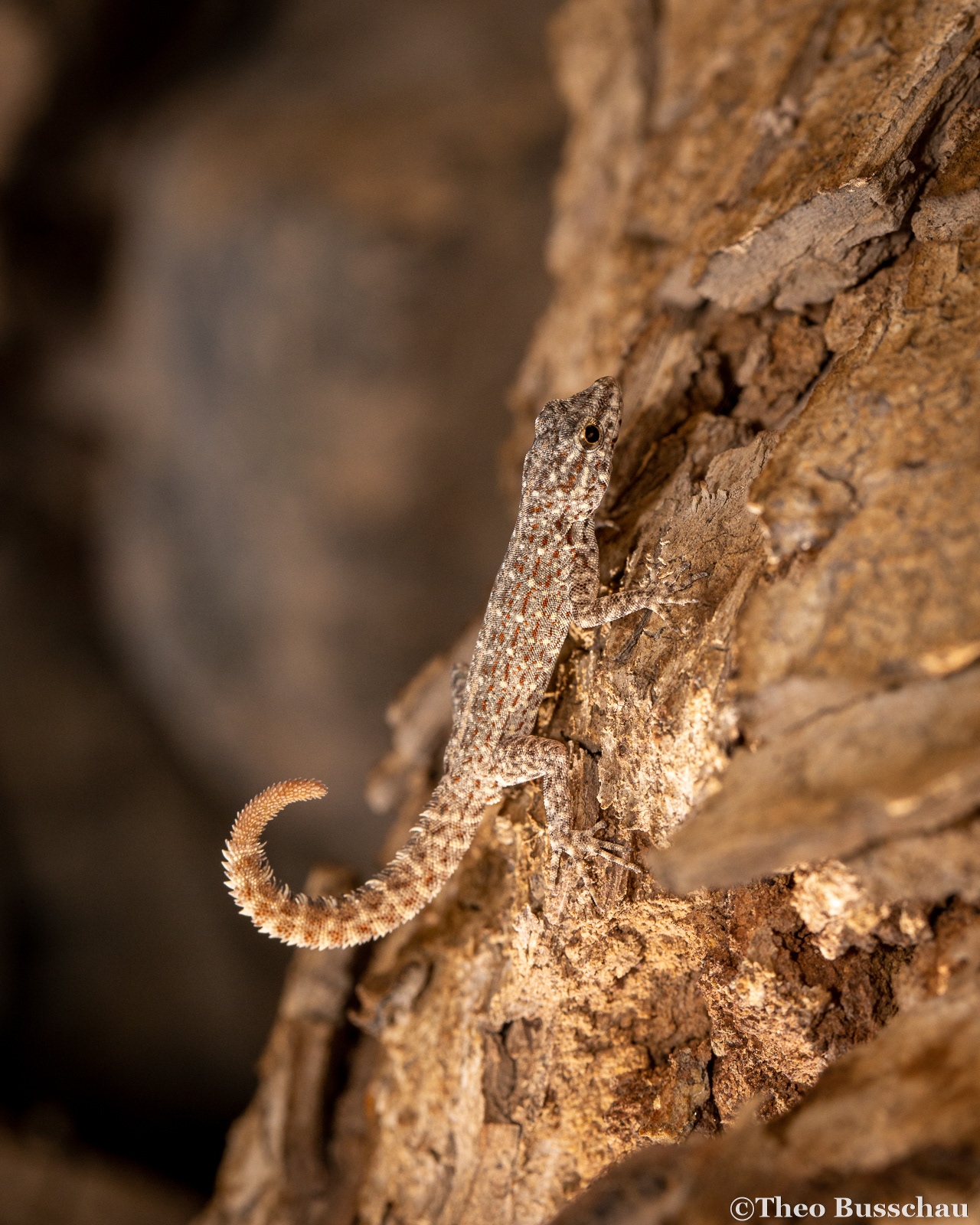 Rock semaphore gecko, Fujairah, United Arab Emirates.