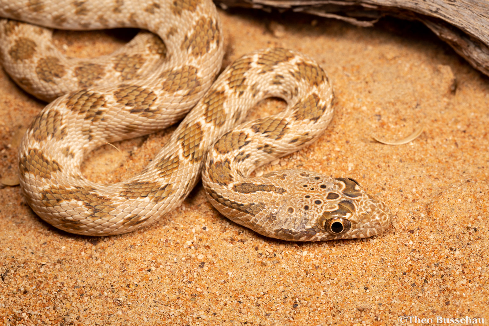 Diadem snake, Umm Al Quwain, United Arab Emirates.