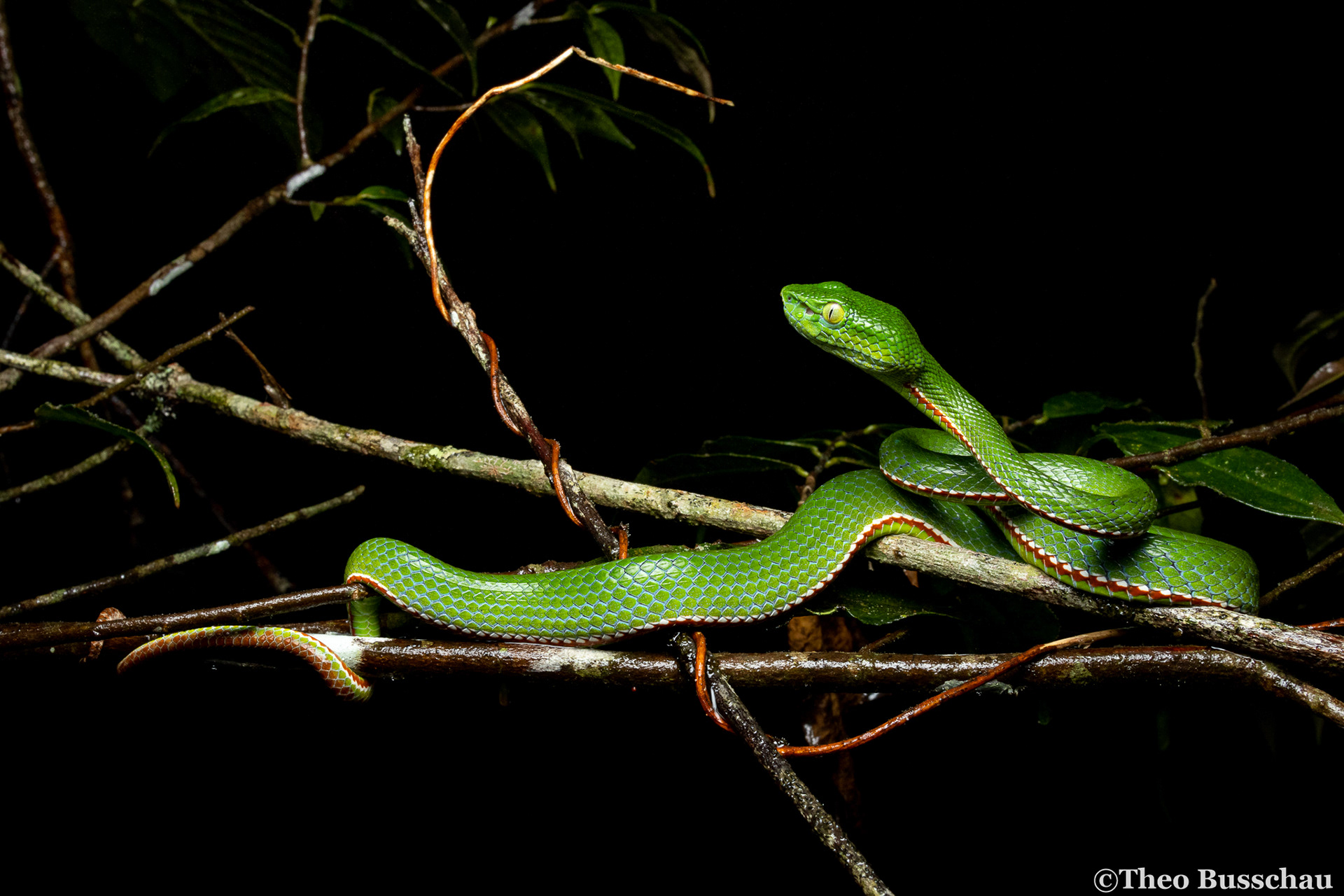 Siamese Peninsula pit viper, Pahang, Malaysia.
