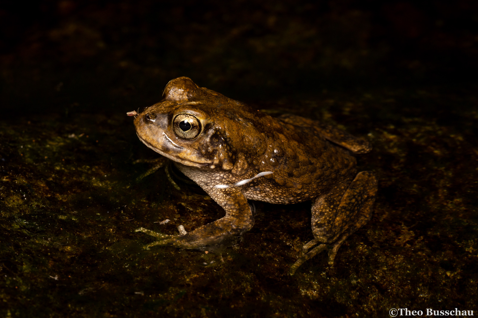 Arabian toad, Madha, Oman.
