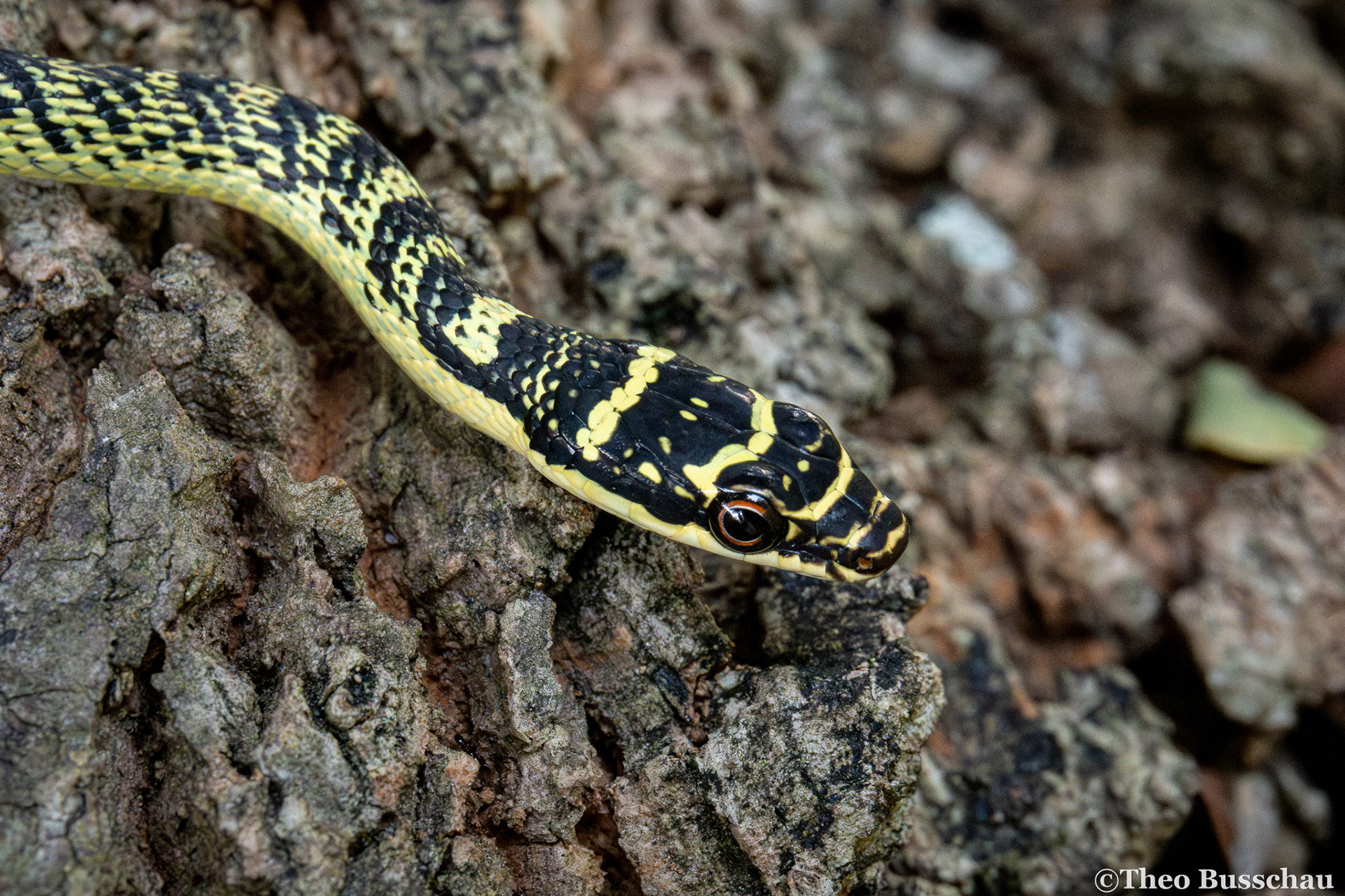Golden flying snake, Ho Chi Minh, Vietnam.