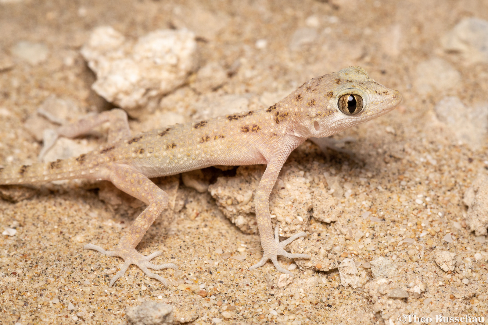  Rough bent-toed gecko, Abu Dhabi, United Arab Emirates.
