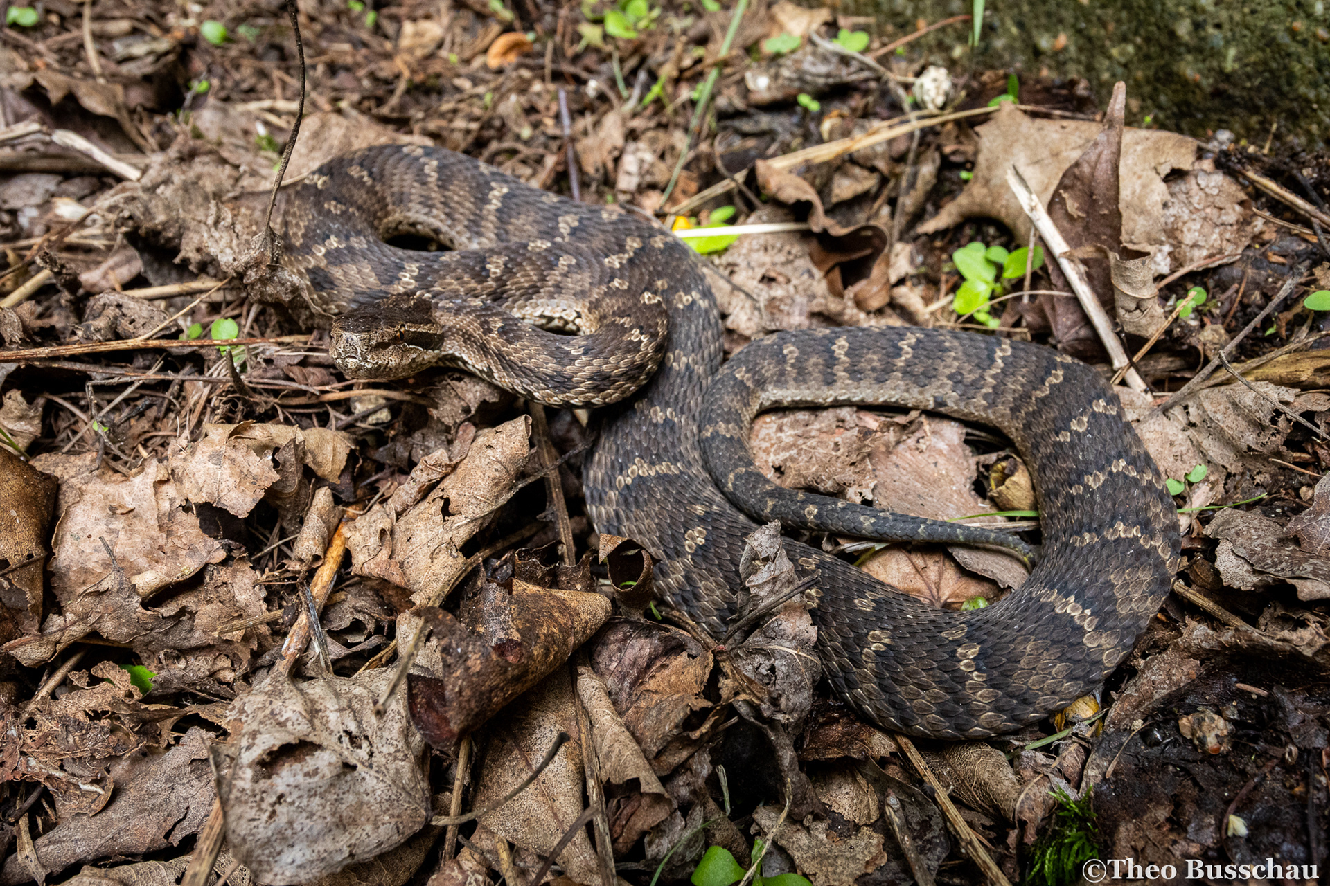 Halys pit viper, Hebei, China.