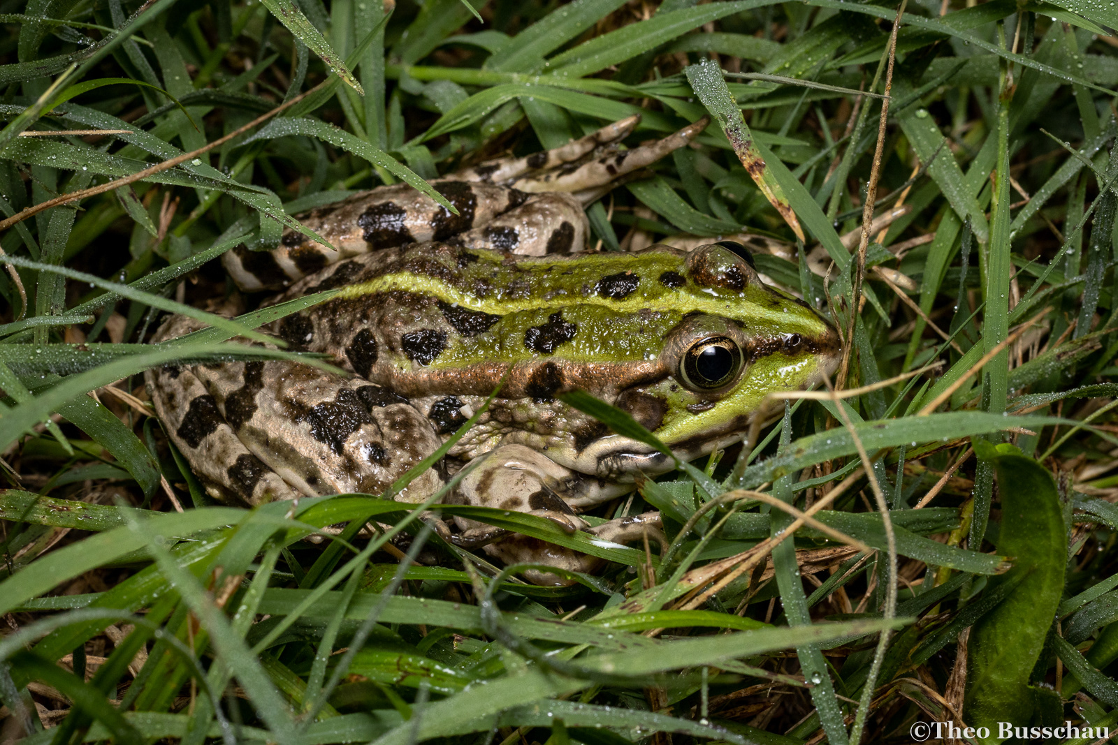 Marsh frog, Ferrara, Italy.