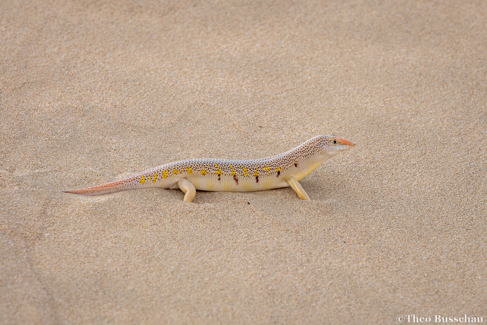 Eastern sand skink, Dubai, United Arab Emirates.