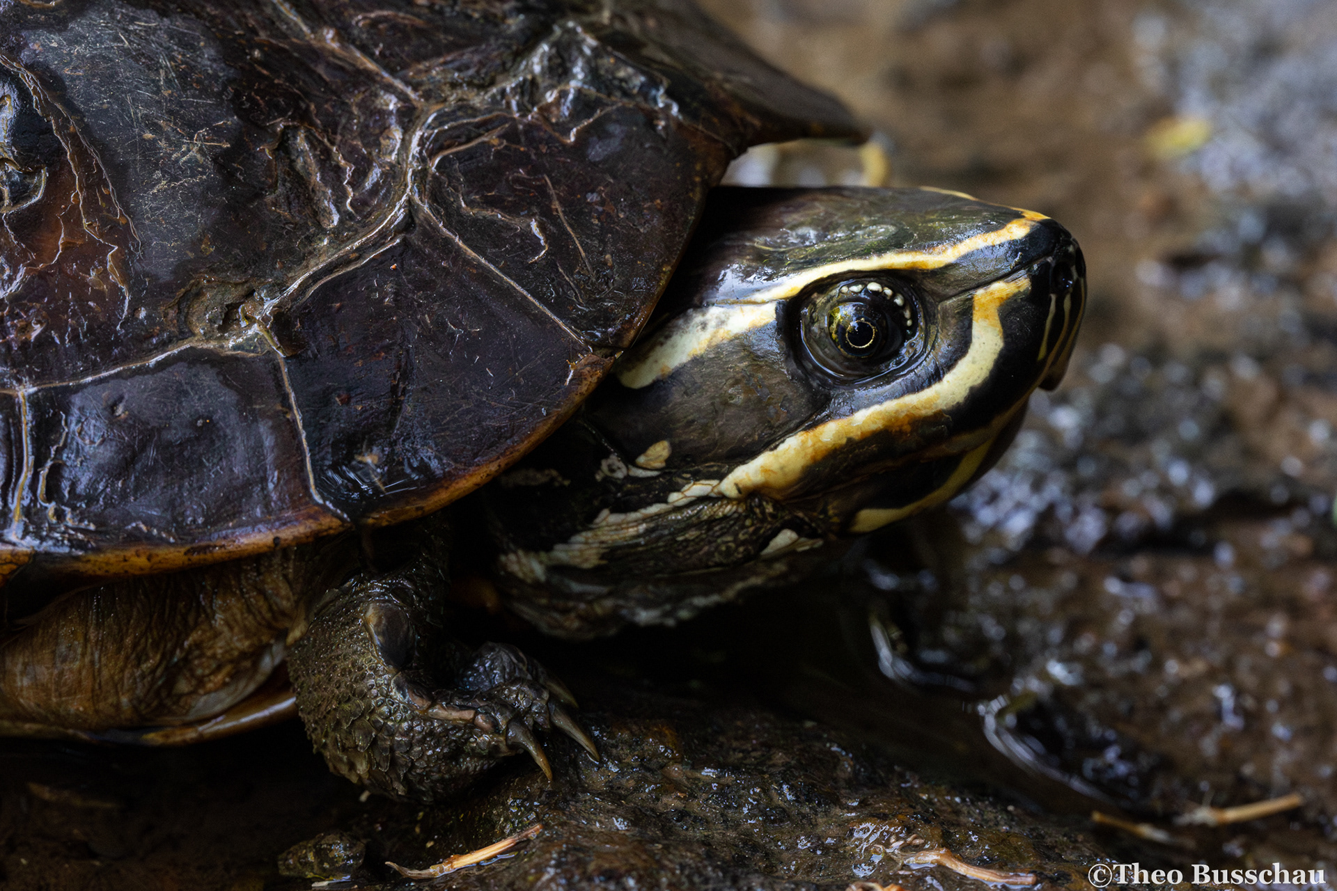 Malayan snail-eating turtle, Phuket, Thailand.