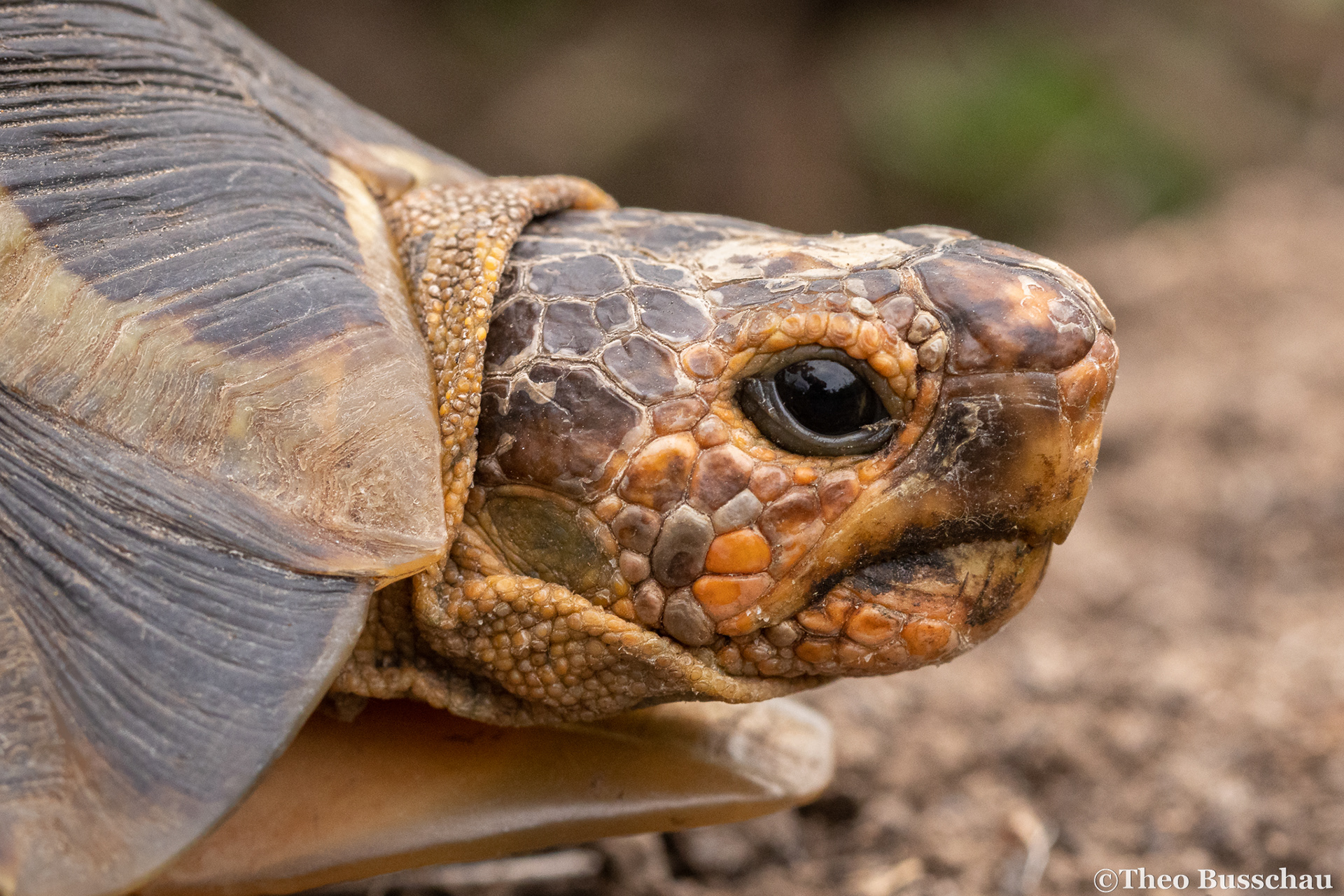 Angulate tortoise, Eastern Cape, South Africa.