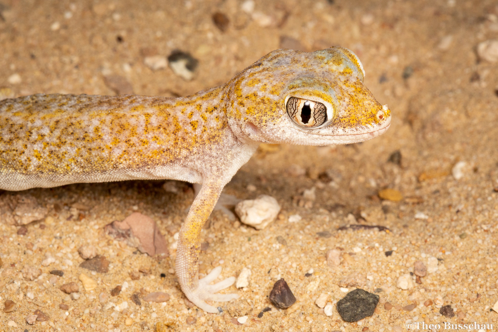 Slevin's short-fingered gecko, Dubai, United Arab Emirates.