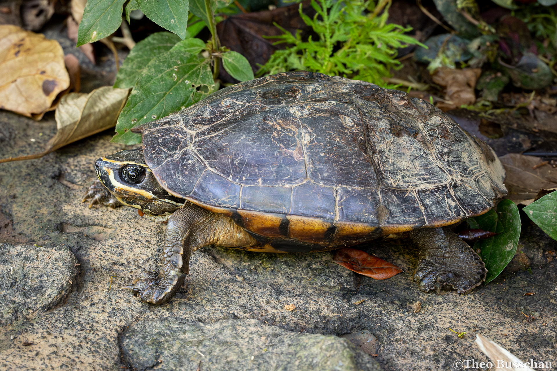 Malayan snail-eating turtle, Phuket, Thailand.
