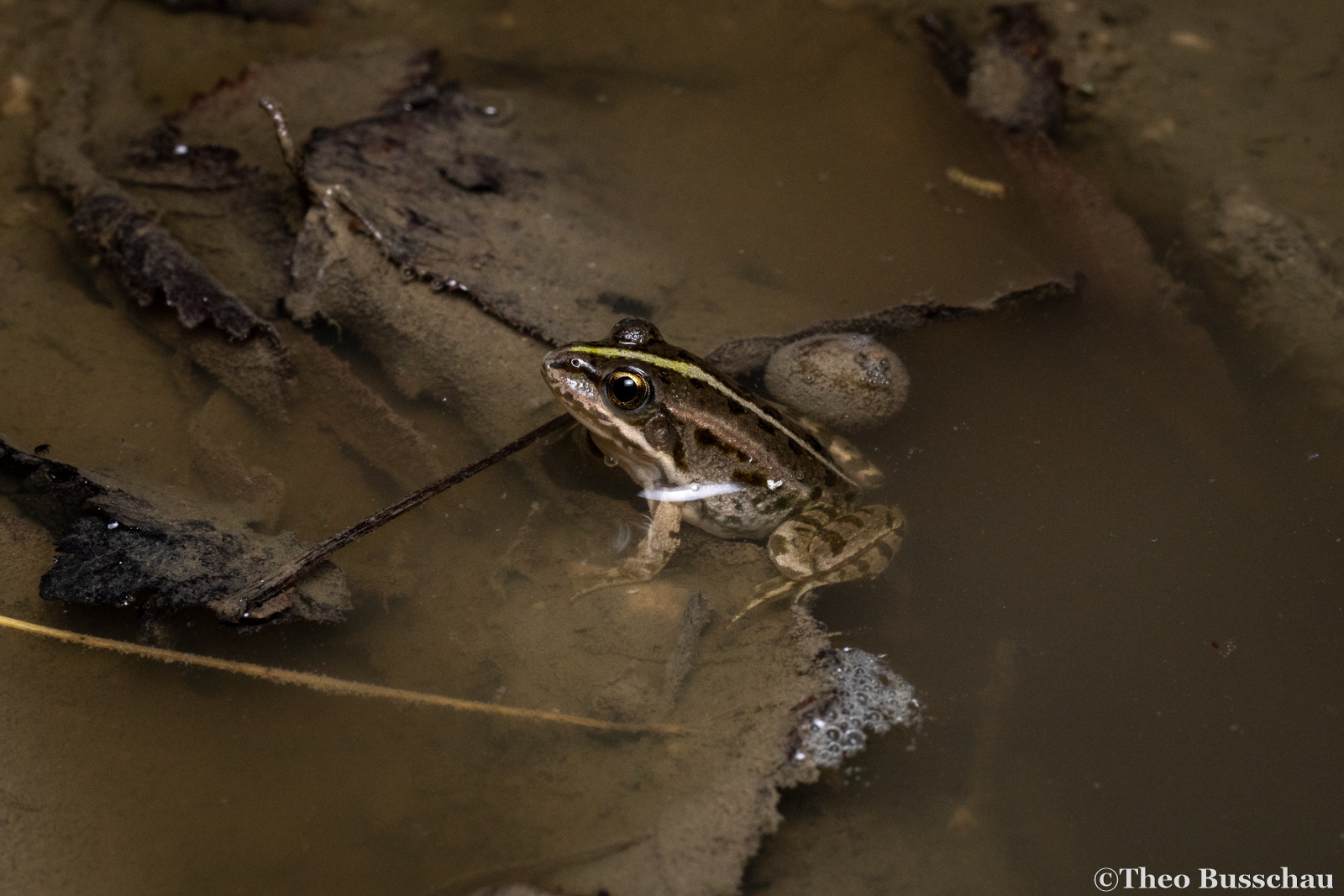 Marsh frog, Ferrara, Italy.
