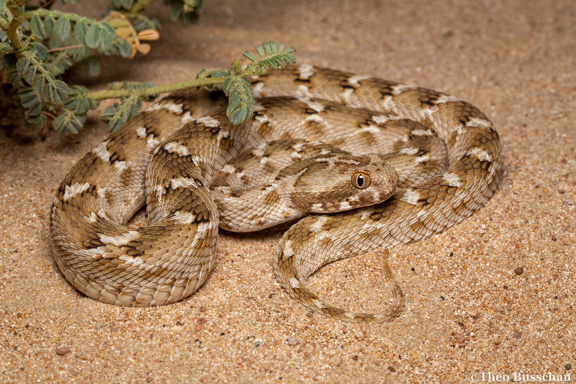 Sindh saw-scaled viper, Dubai, United Arab Emirates.