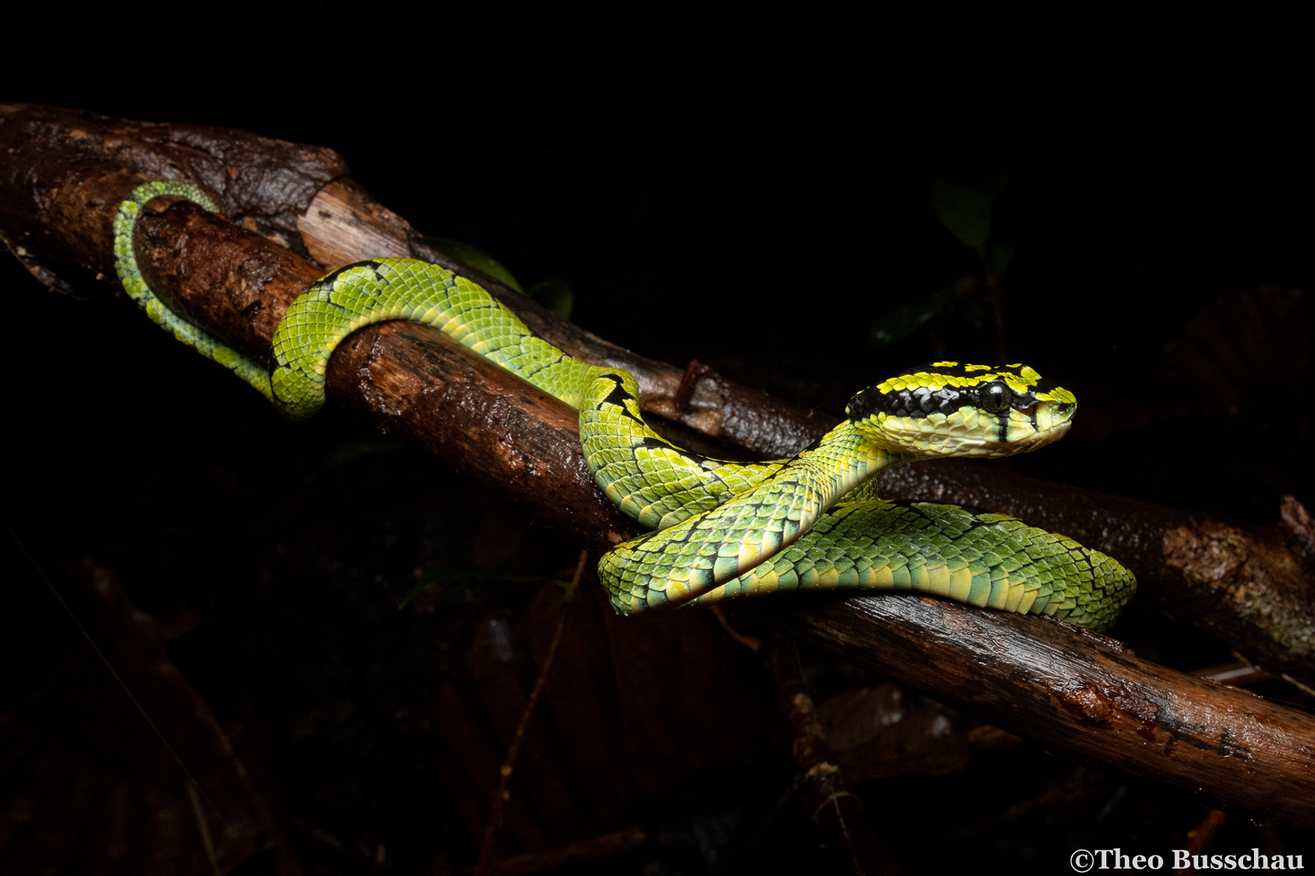 Sri Lankan green pit viper, Western Province, Sri Lanka.