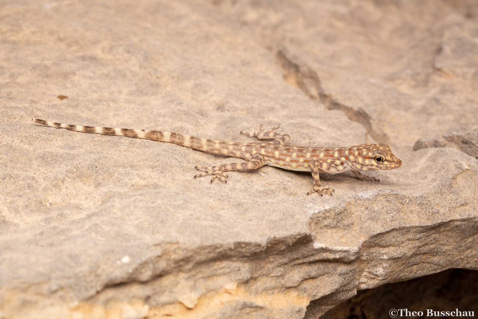 Bar-tailed semaphore gecko, Fujairah, United Arab Emirates.