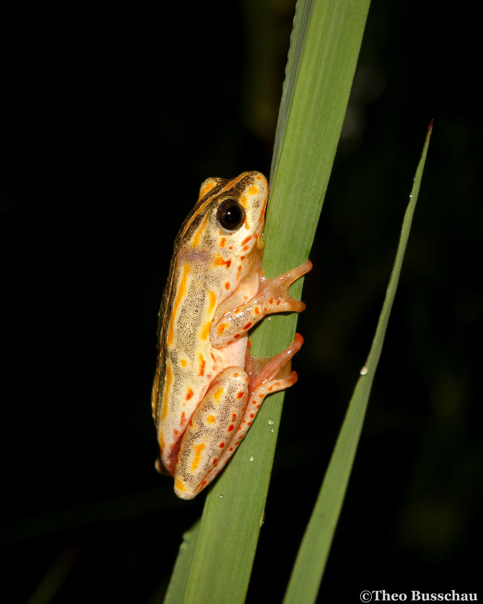 Painted reed frog, Mpumalanga, South Africa.