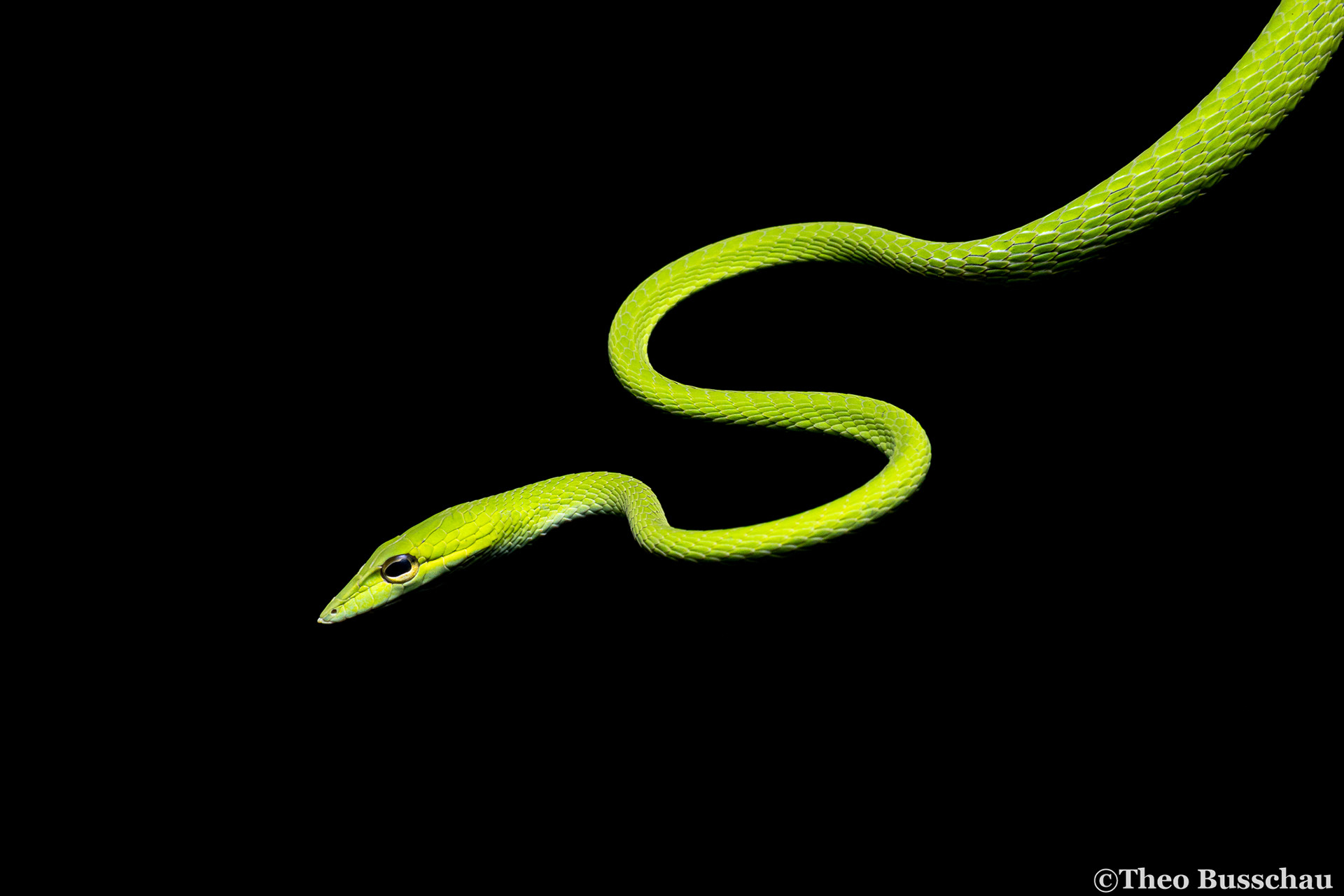 Asian vine snake, Sabah, Malaysia.