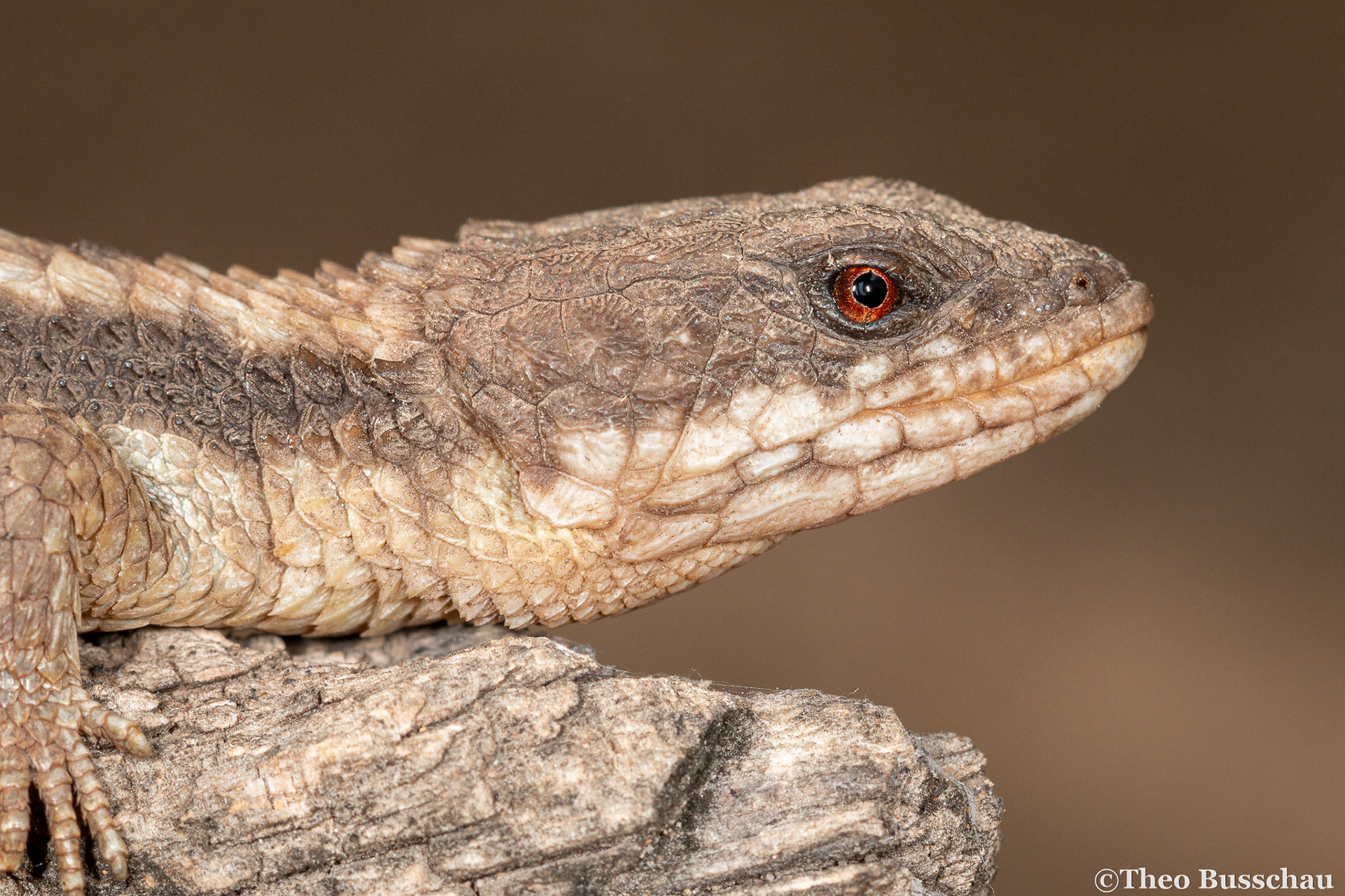 Jones' girdled lizard, Limpopo, South Africa.
