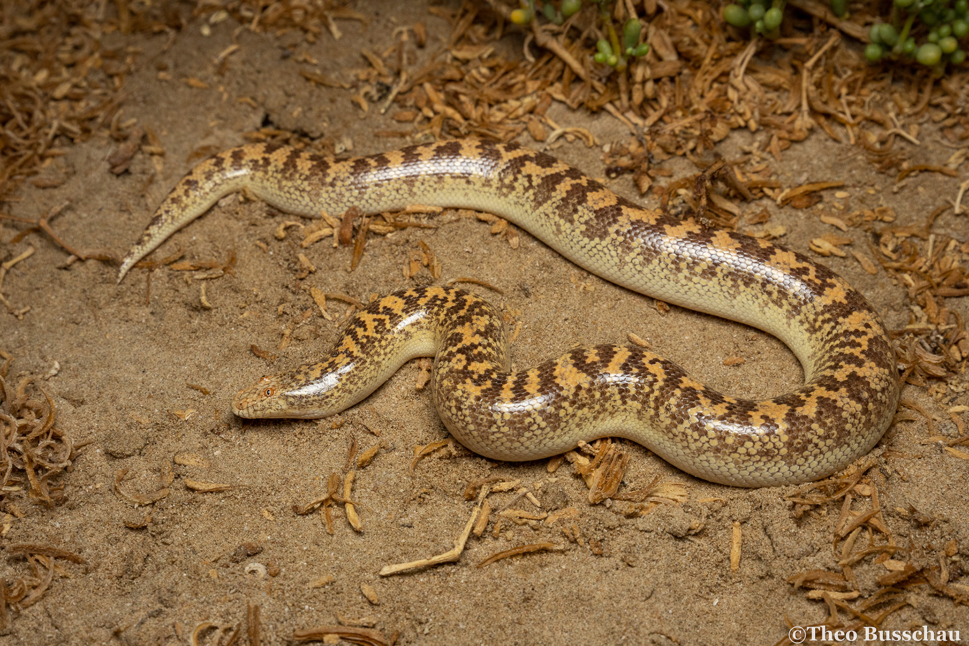 Arabian sand boa, Abu Dhabi, United Arab Emirates.